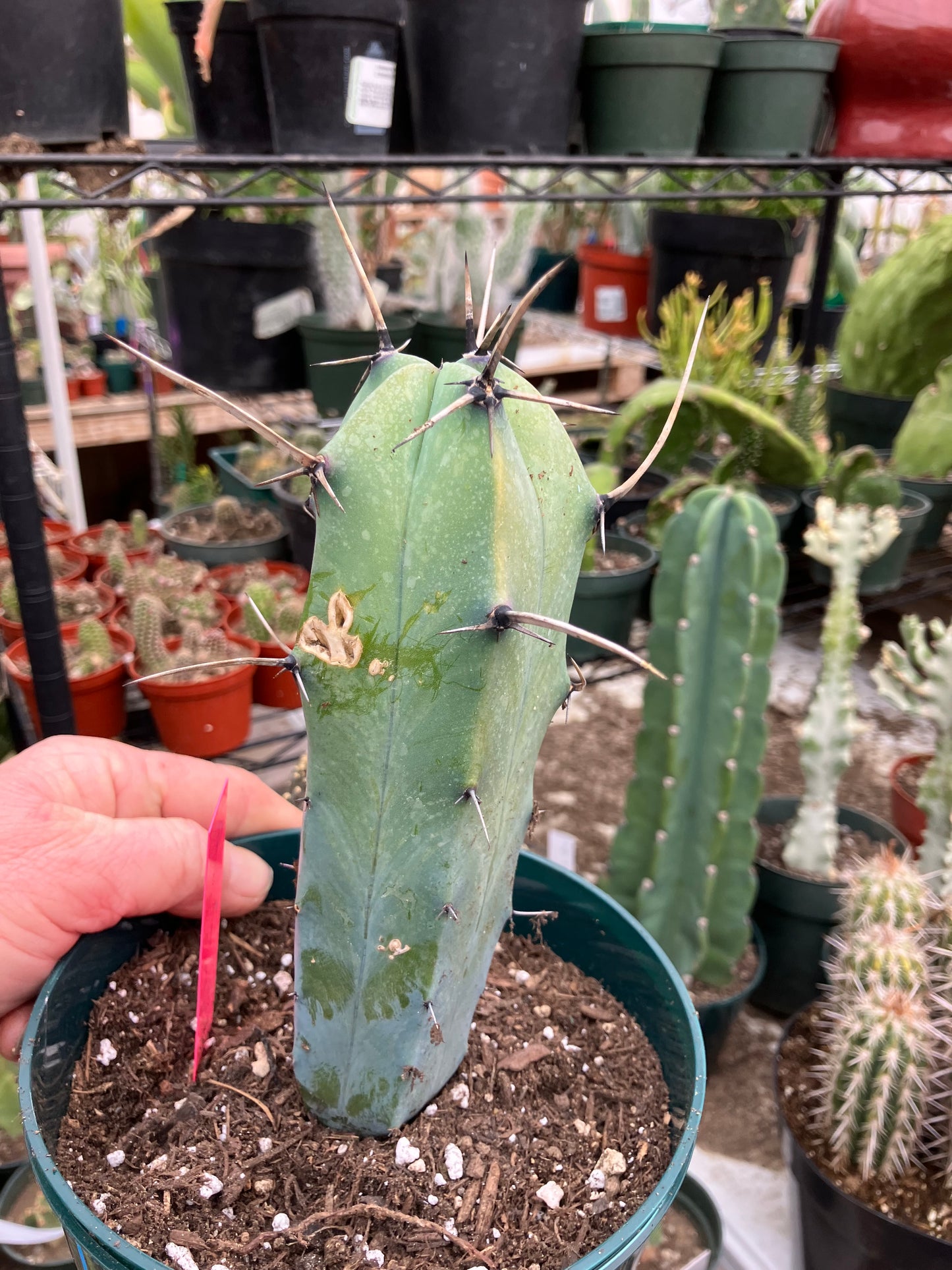 Myrtillocactus cochal Candelabra Cactus 7"Tall 2.5" Wide #4P