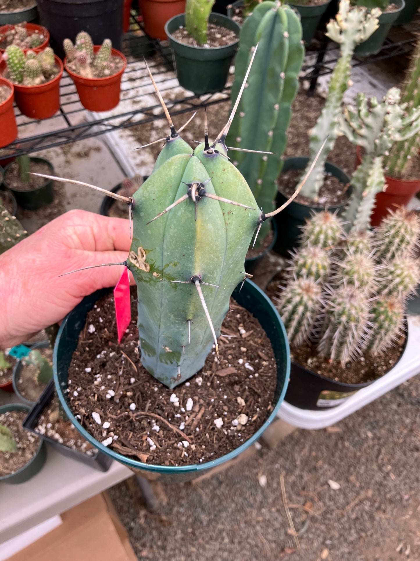 Myrtillocactus cochal Candelabra Cactus 7"Tall 2.5" Wide #4P