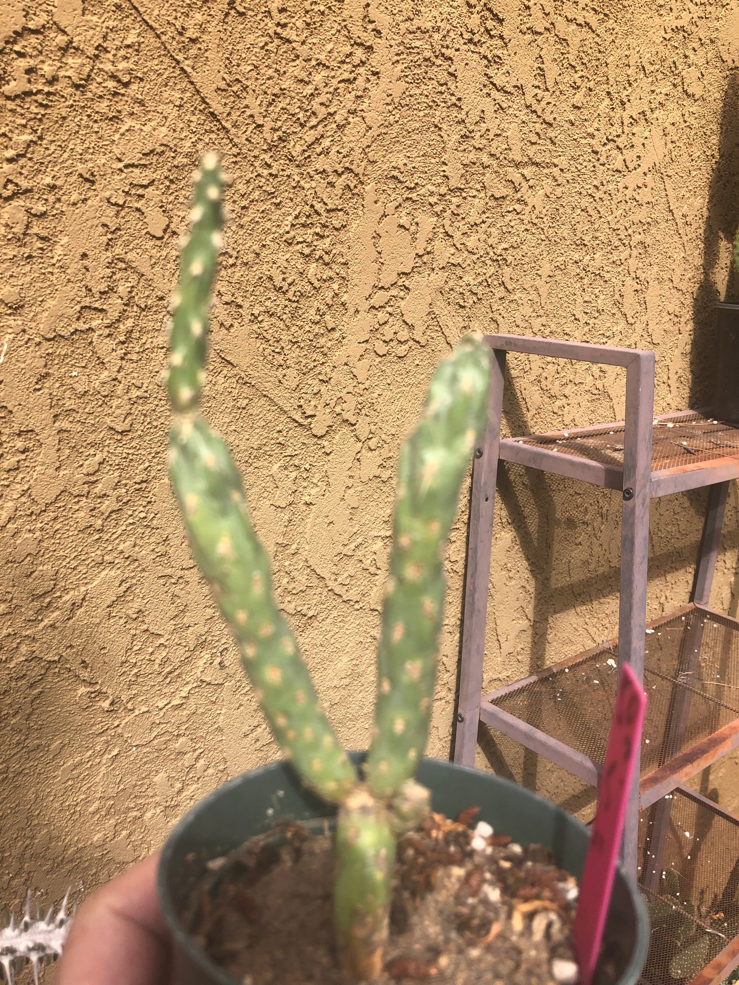 Cholla Cylindropuntia  Buckhorn 6.5Tall #50P