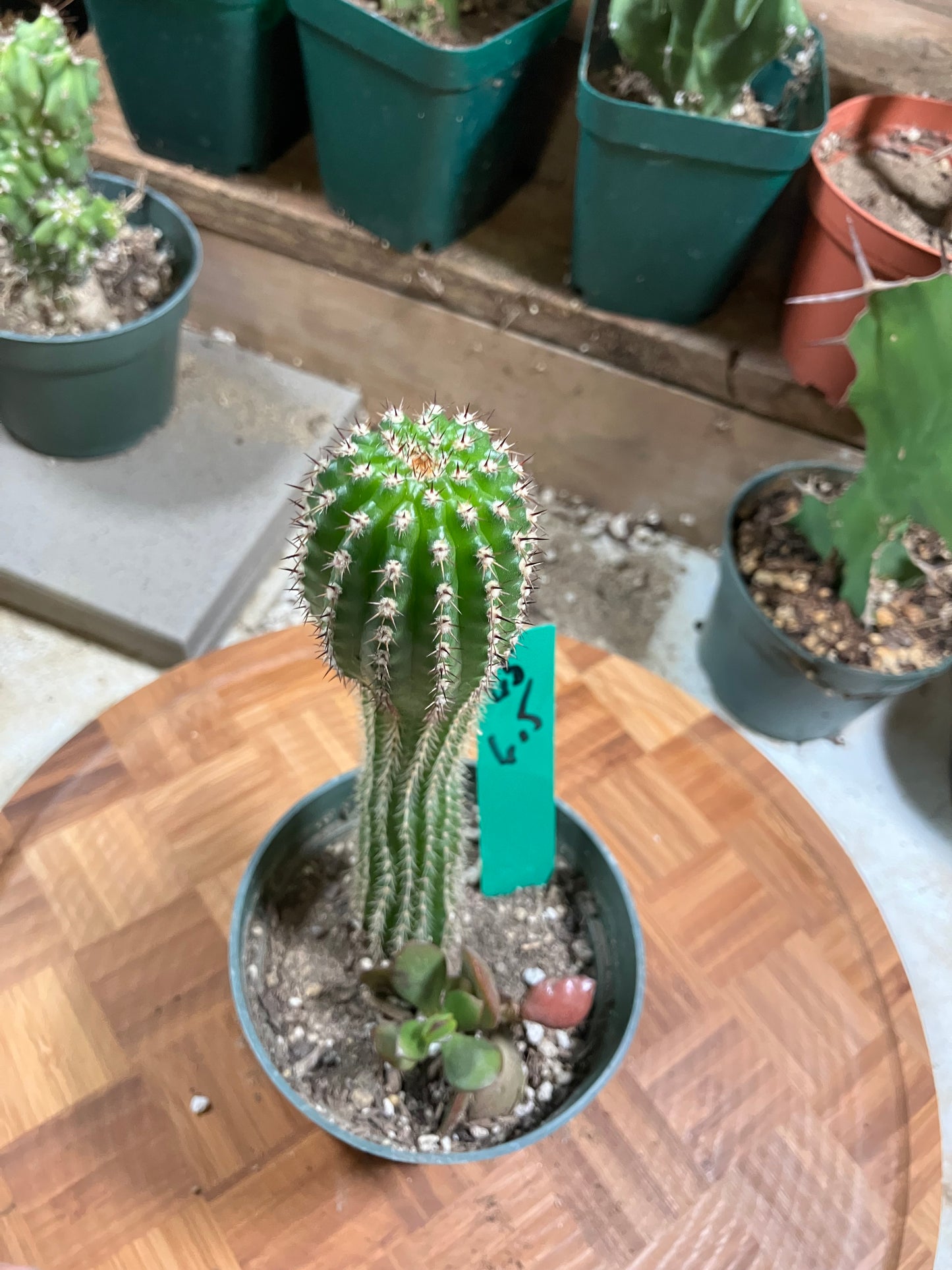 Pachycereus pecten-aboriginum Indian Comb Cactus 6.5"Tall #65G