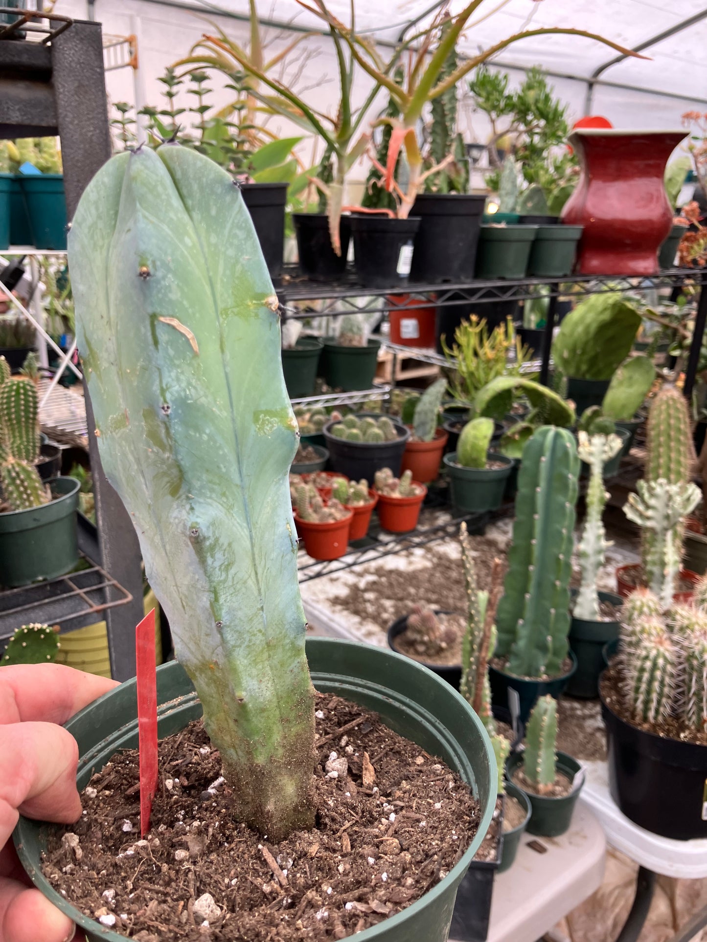 Myrtillocactus cochal Candelabra Cactus 9"Tall 2.5" Wide #9R