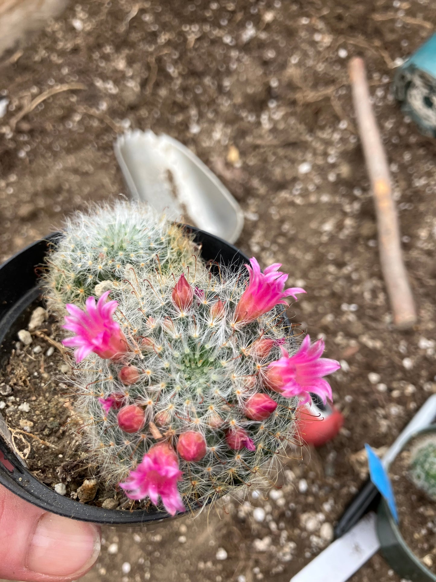 Mammillaria bocasana rosalviflora Powder Puff Cluster 4"W #47W"This Plant"