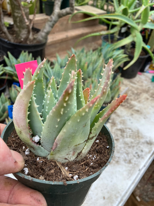 Aloe Brevifolia Short Leaf Aloe  Succulent 3.5"W 3.5"Tall #11P