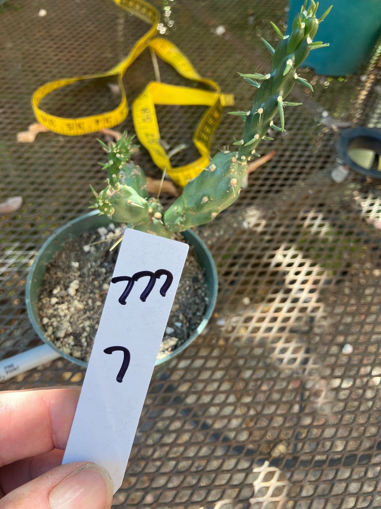 Cholla Cylindropuntia Buckhorn Cactus 7”Tall #777W