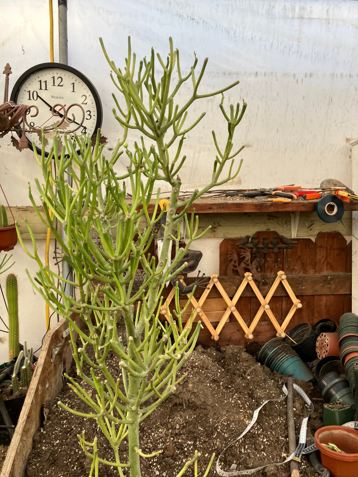 Euphorbia tirucalli Fire Stick 37"Tall 12"Wide #32G