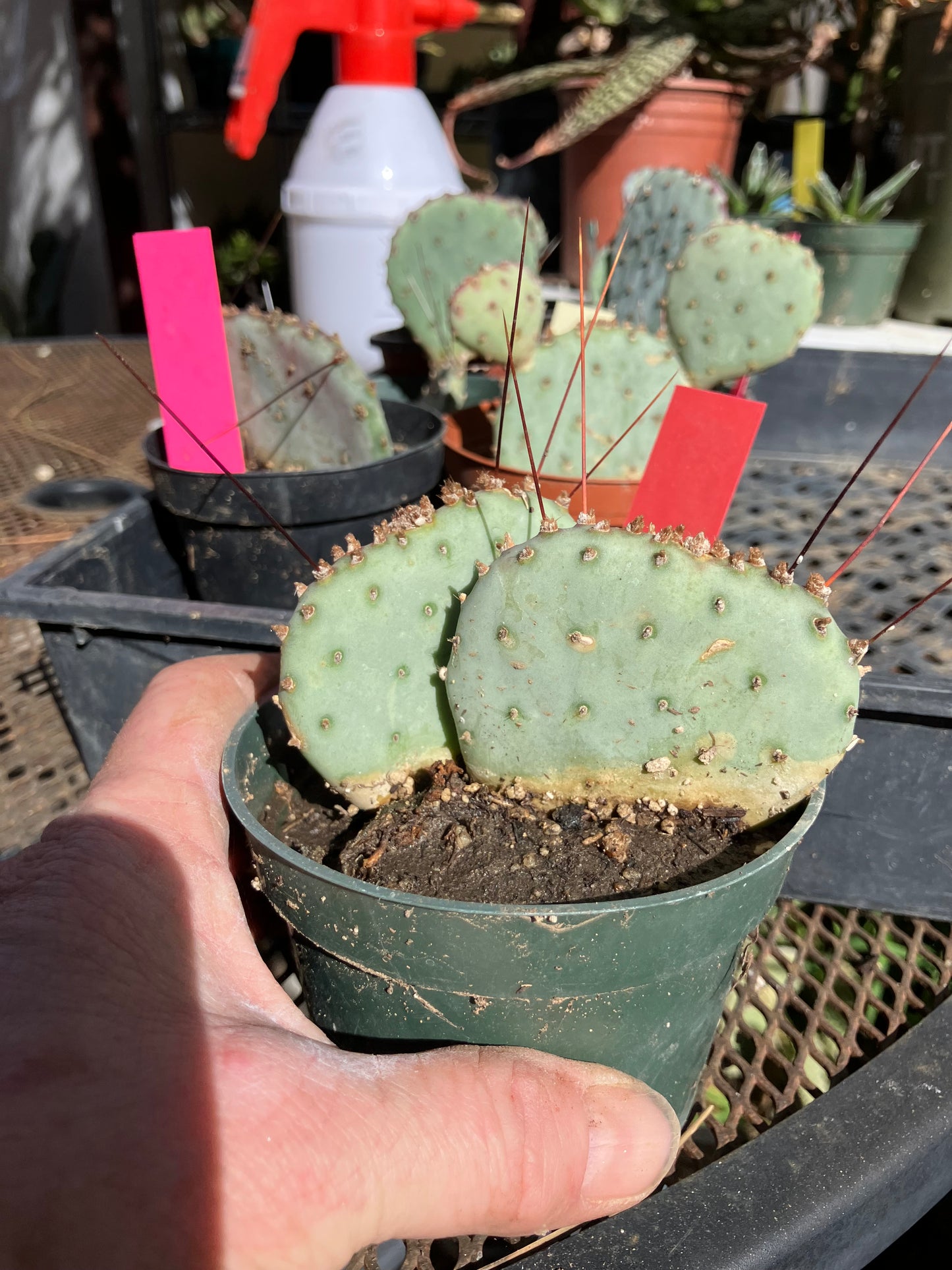 Opuntia Santa Rita Purple Prickly Pear 3.5”Tall #56R