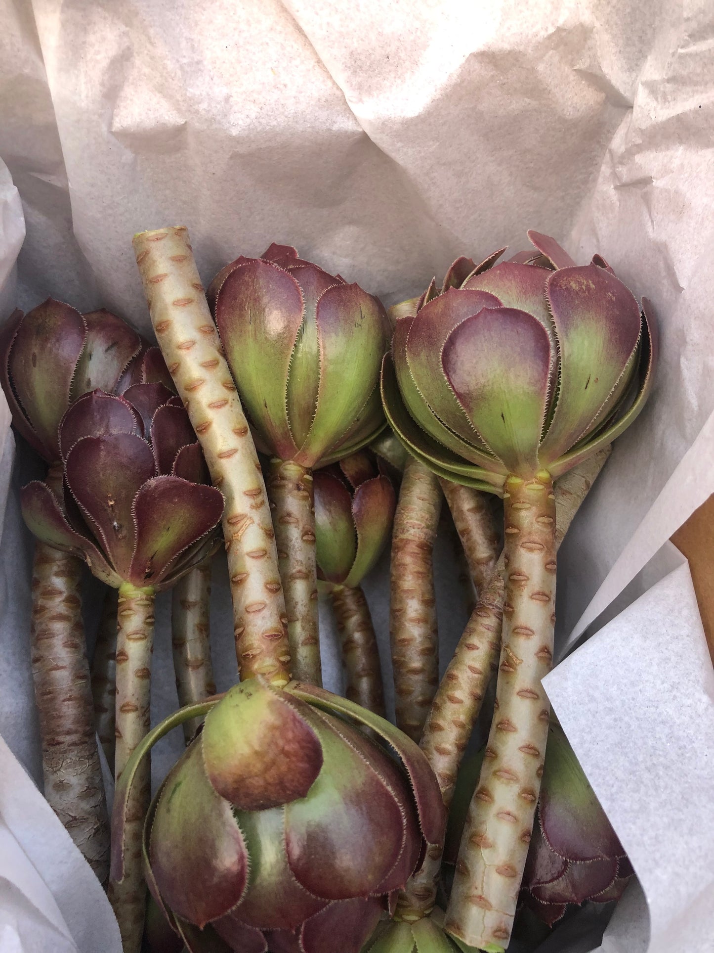Red Aeonium "Jack Catlin" Twelve (12) Beautiful 6" Tall UnRooted Cuttings