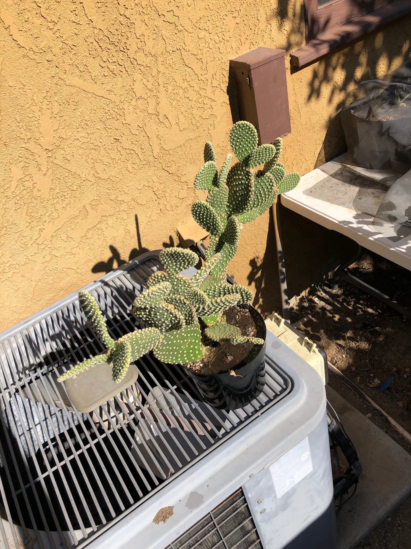 Opuntia microdasys Off White Bunny 10"Tall 28" Wide #287W