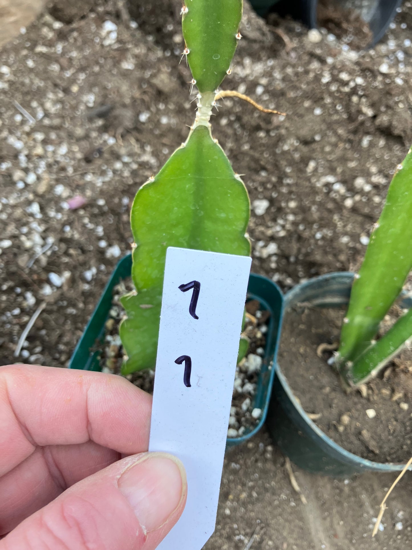 Dragon Fruit Plant Rooted Pitaya or Pitahaya 7" Tall #7W