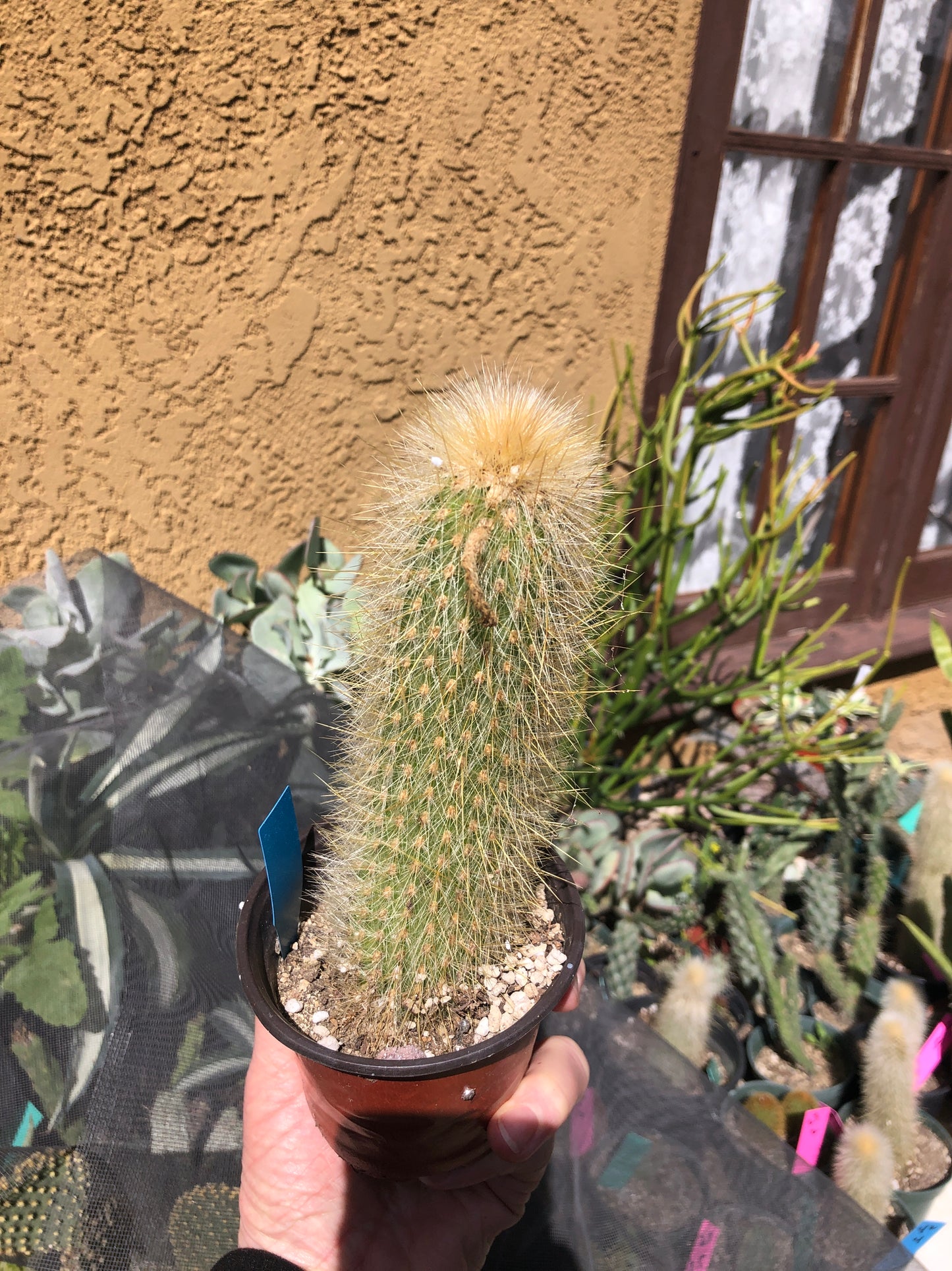 Cleistocactus Strausii Silver Torch Cactus 6”Tall #77B