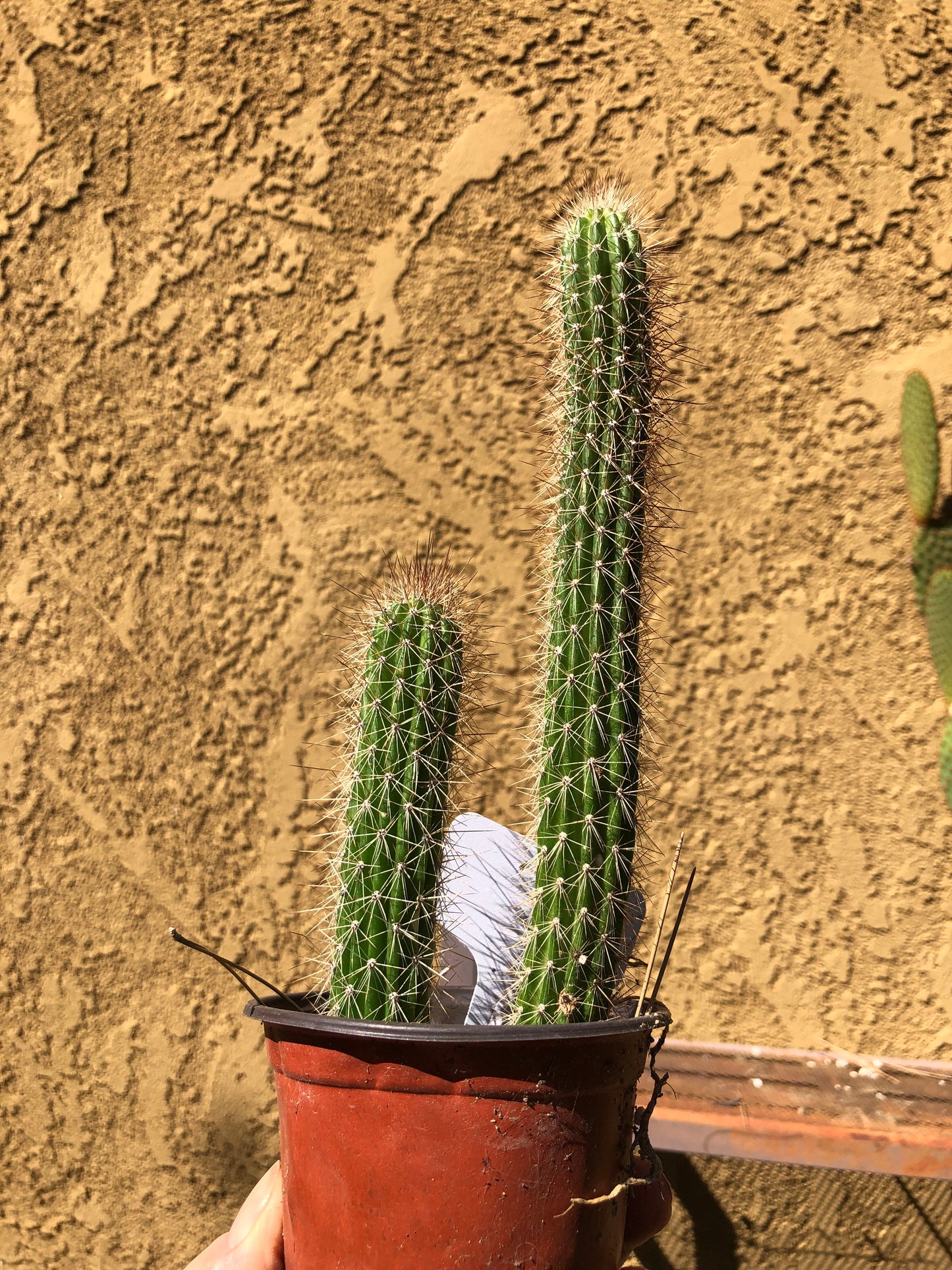 Echinocereus pensilis Snake Cactus Plant 8"Tall #80W