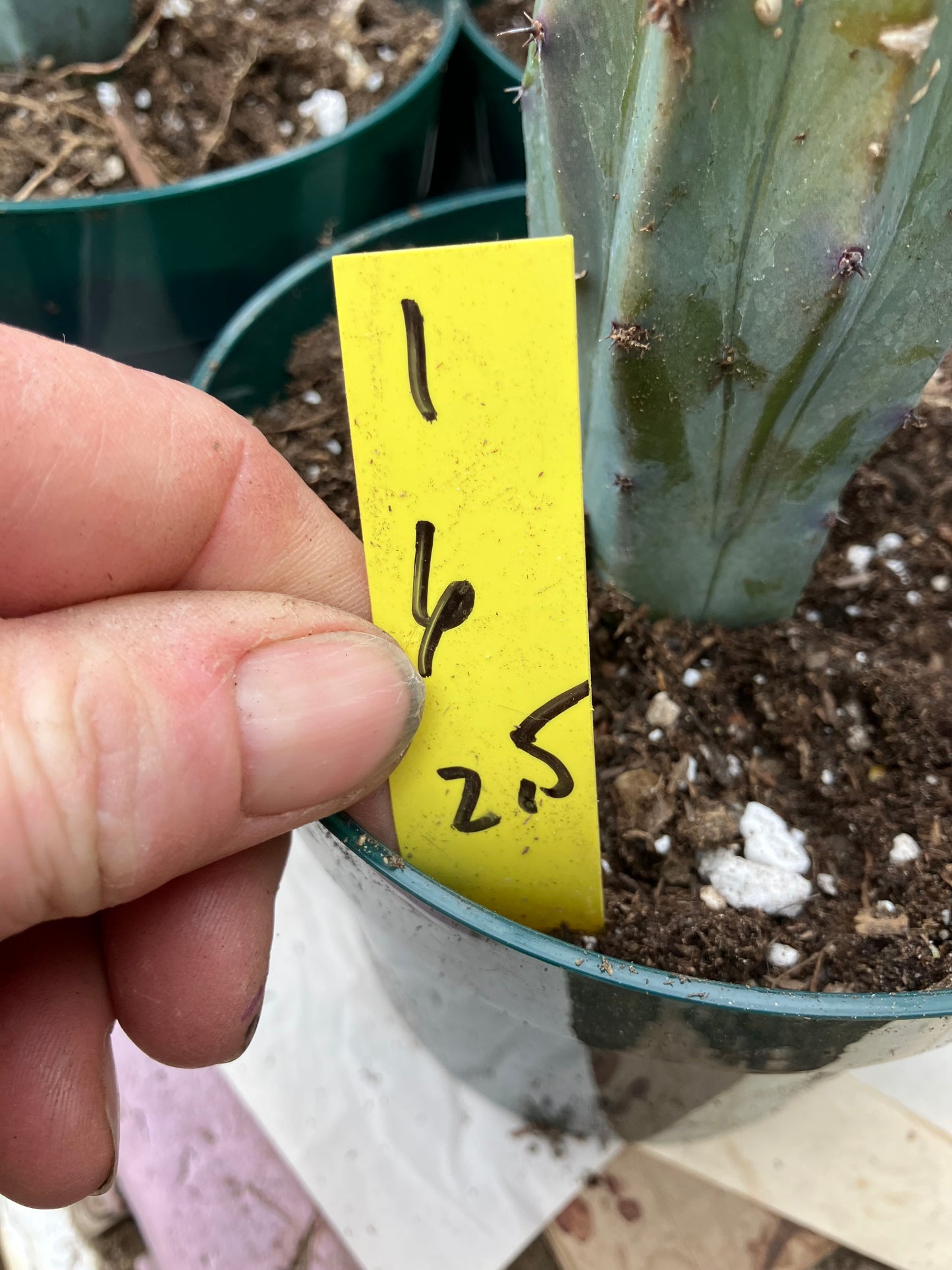 Myrtillocactus cochal Candelabra Cactus 6"Tall 2.5" Wide #1Y