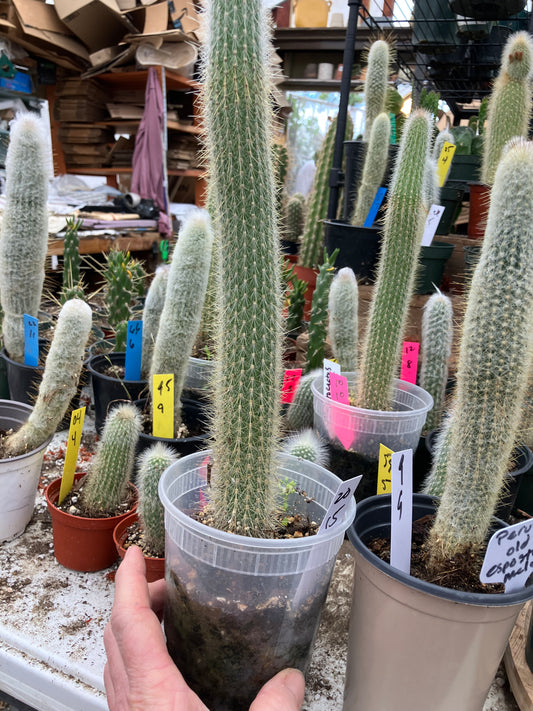 Cleistocactus tupizensis Silver Pole/Torch Cactus 15”Tall #20W