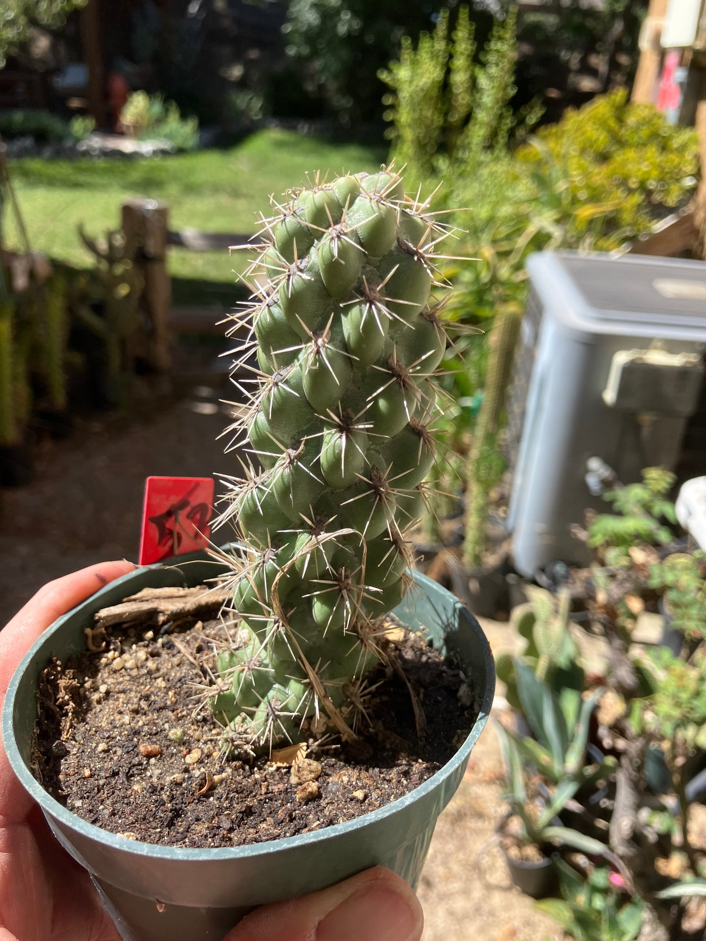 Cholla Cylindropuntia Buckhorn Cactus 5”Tall #52R