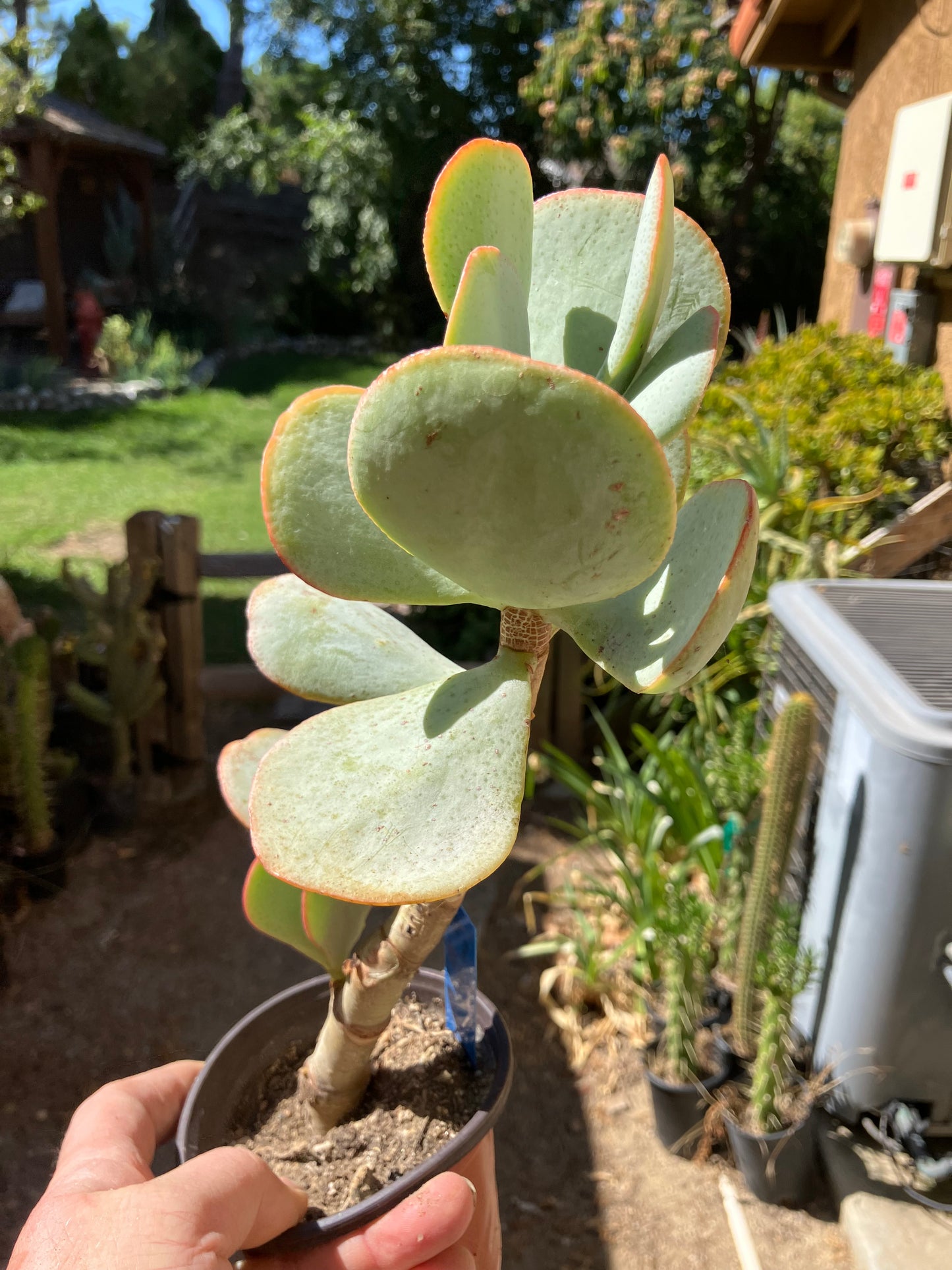 Crassula arborescens Silver Dollar 10"Tall #10B