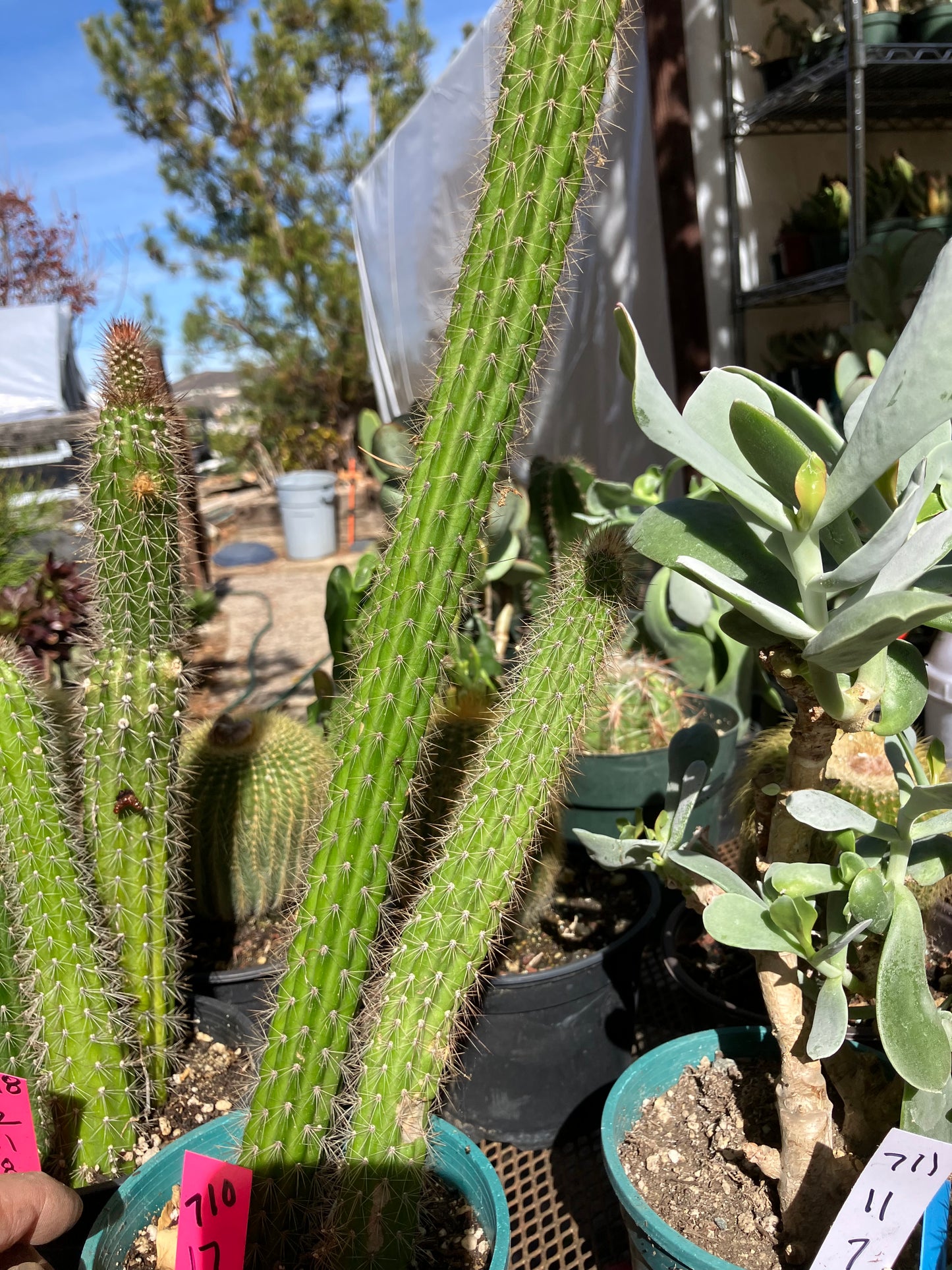 Echinocereus pensilis Snake Cactus Plant 17,10"Tall #710P