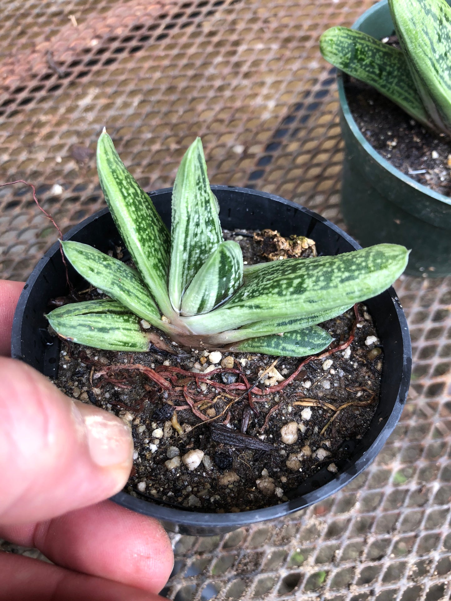 Gasteria Little Warty 3.5”W