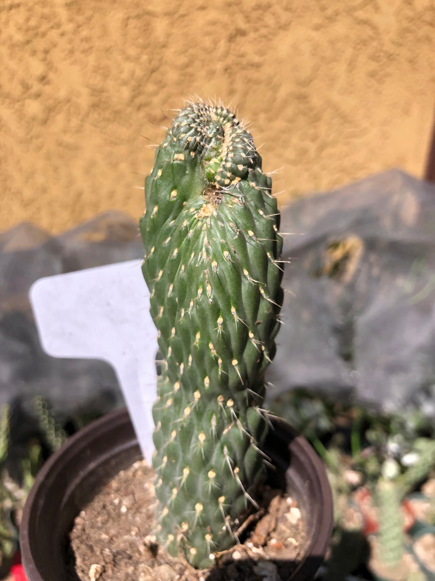 Cylindropuntia fulgida Cholla Boxing Glove Cactus Crest 3"Tall #W
