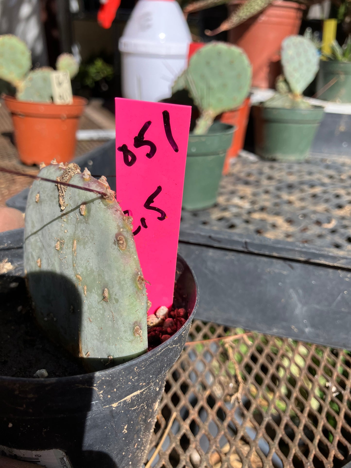 Opuntia Santa Rita Purple Prickly Pear 2.5”Tall #051P