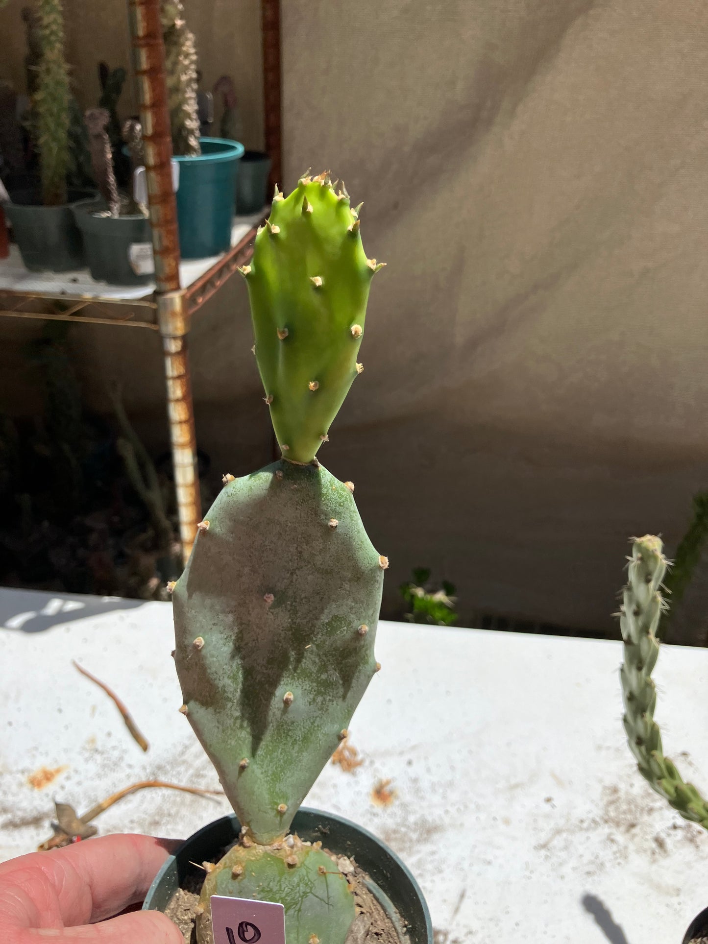 Opuntia Hybrid Cartwheel  "Hybrid Prickly Pear" 10"Tall #10W