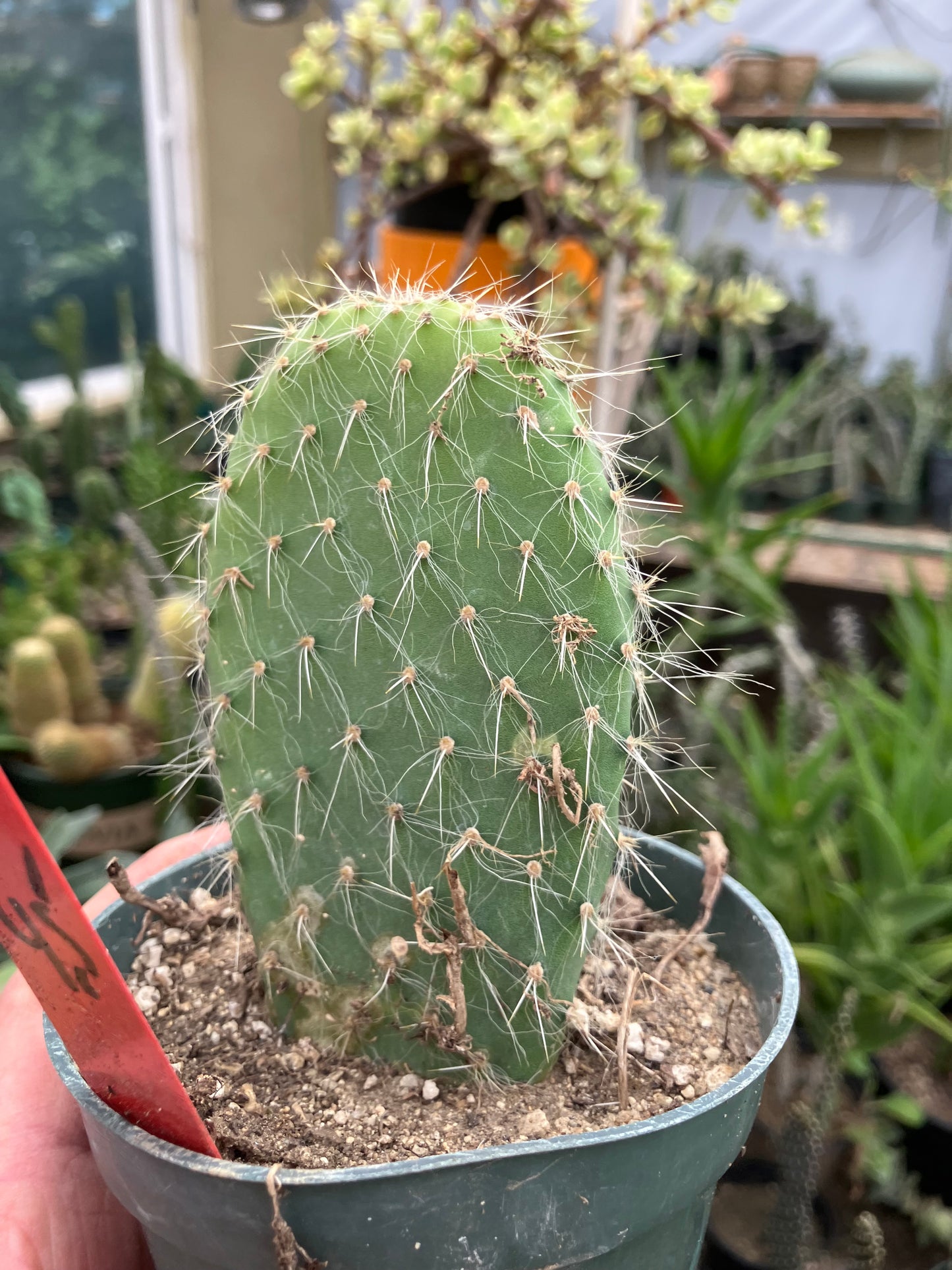 Opuntia pailana "White Thorned" 4.5"Tall #245R