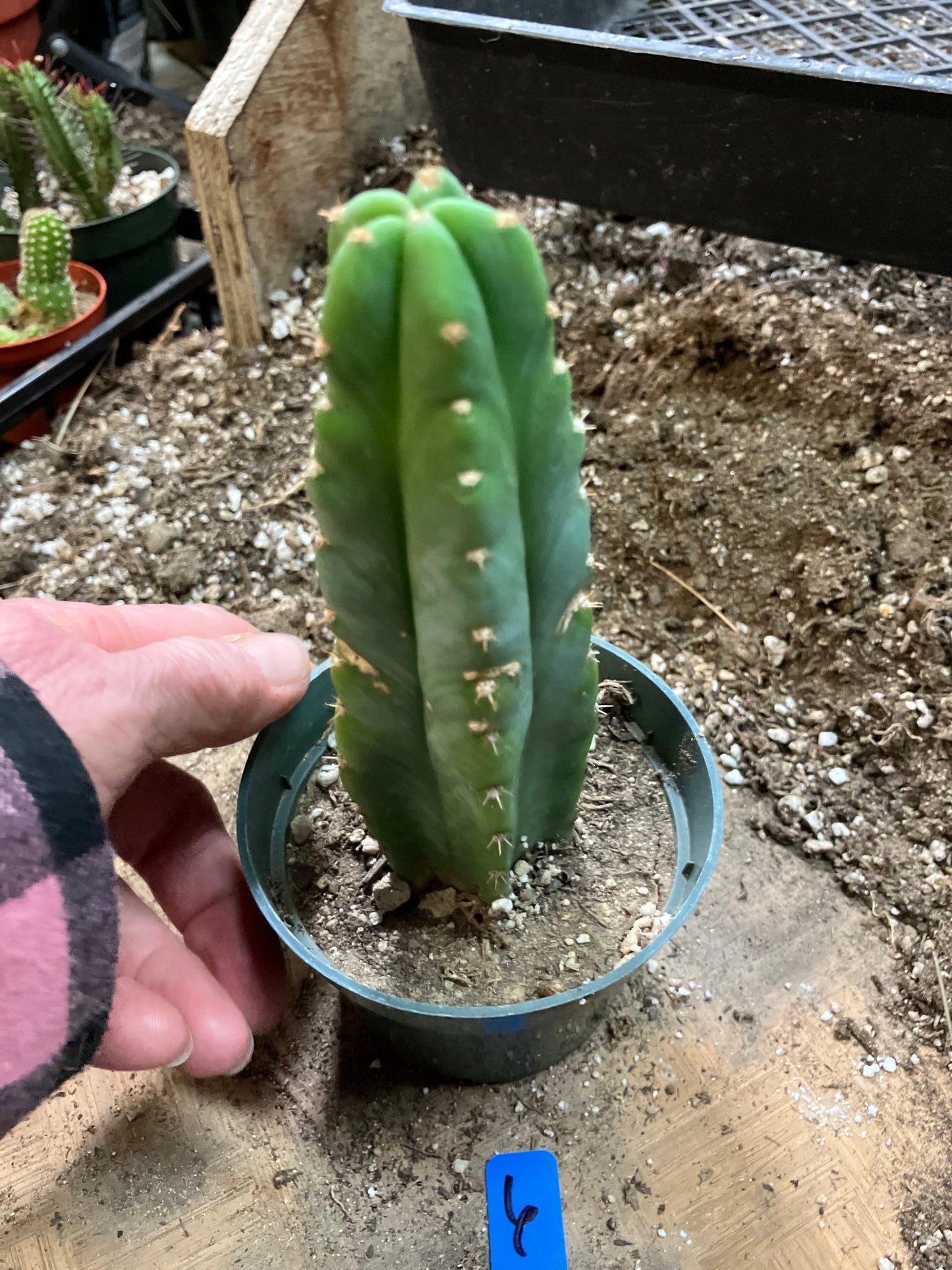 San Pedro Cactus - Trichocereus pachanoi 6"Tall #6B