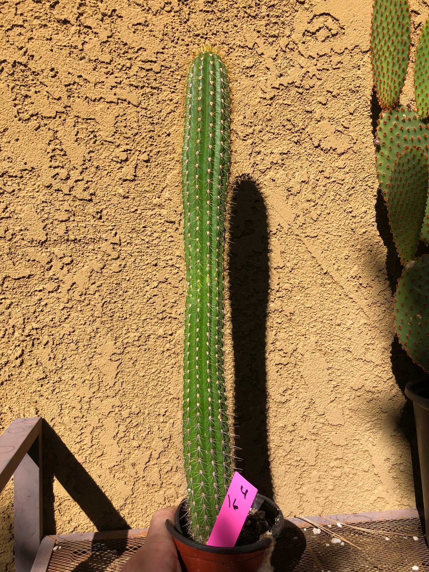 Golden Torch Cactus - Trichocereus spachianus 16" Tall #4P