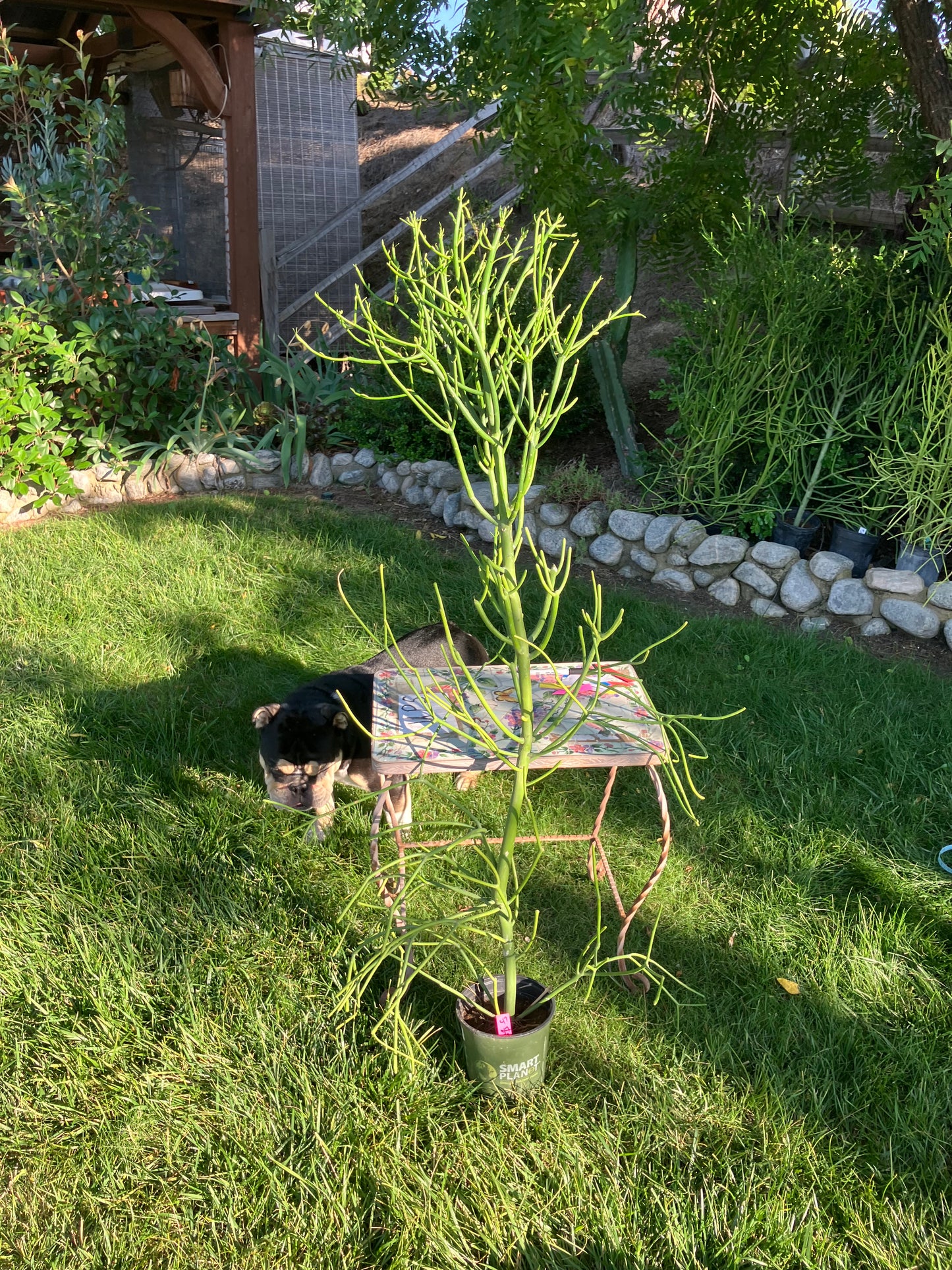 Euphorbia tirucalli Pencil Cactus/Succulent 53"Tall 20"Wide #47P