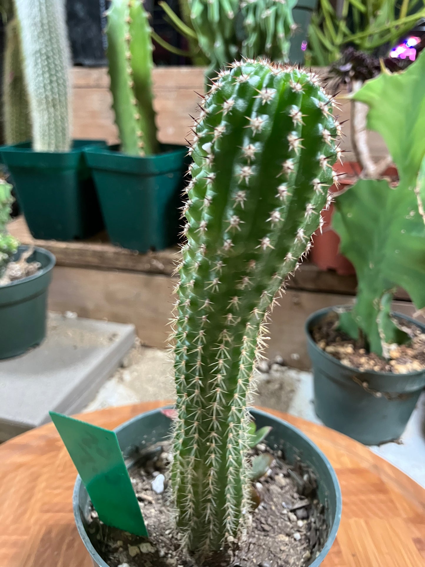Pachycereus pecten-aboriginum Indian Comb Cactus 6.5"Tall #65G