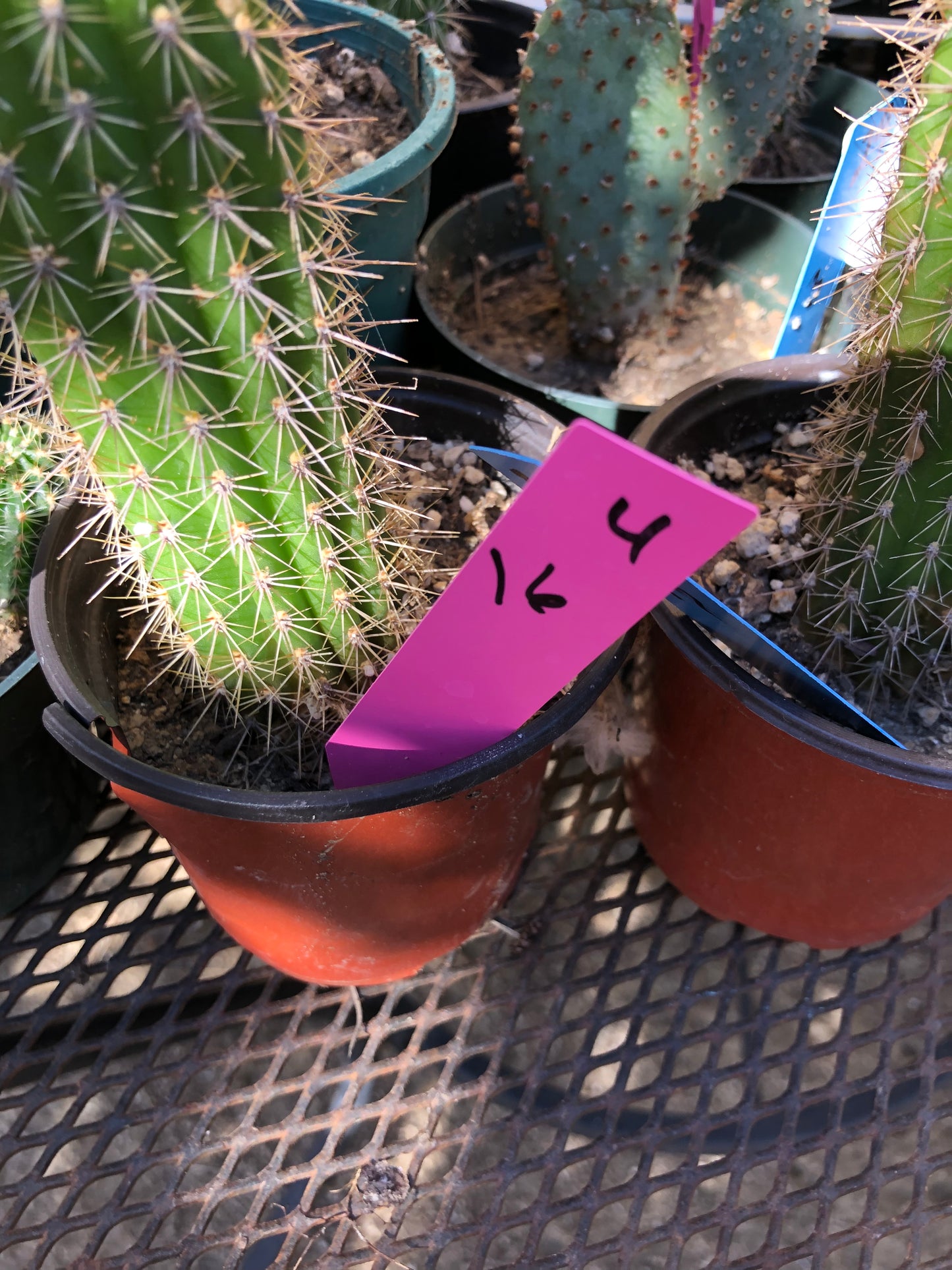 Golden Torch Cactus - Trichocereus spachianus 16" Tall #4P