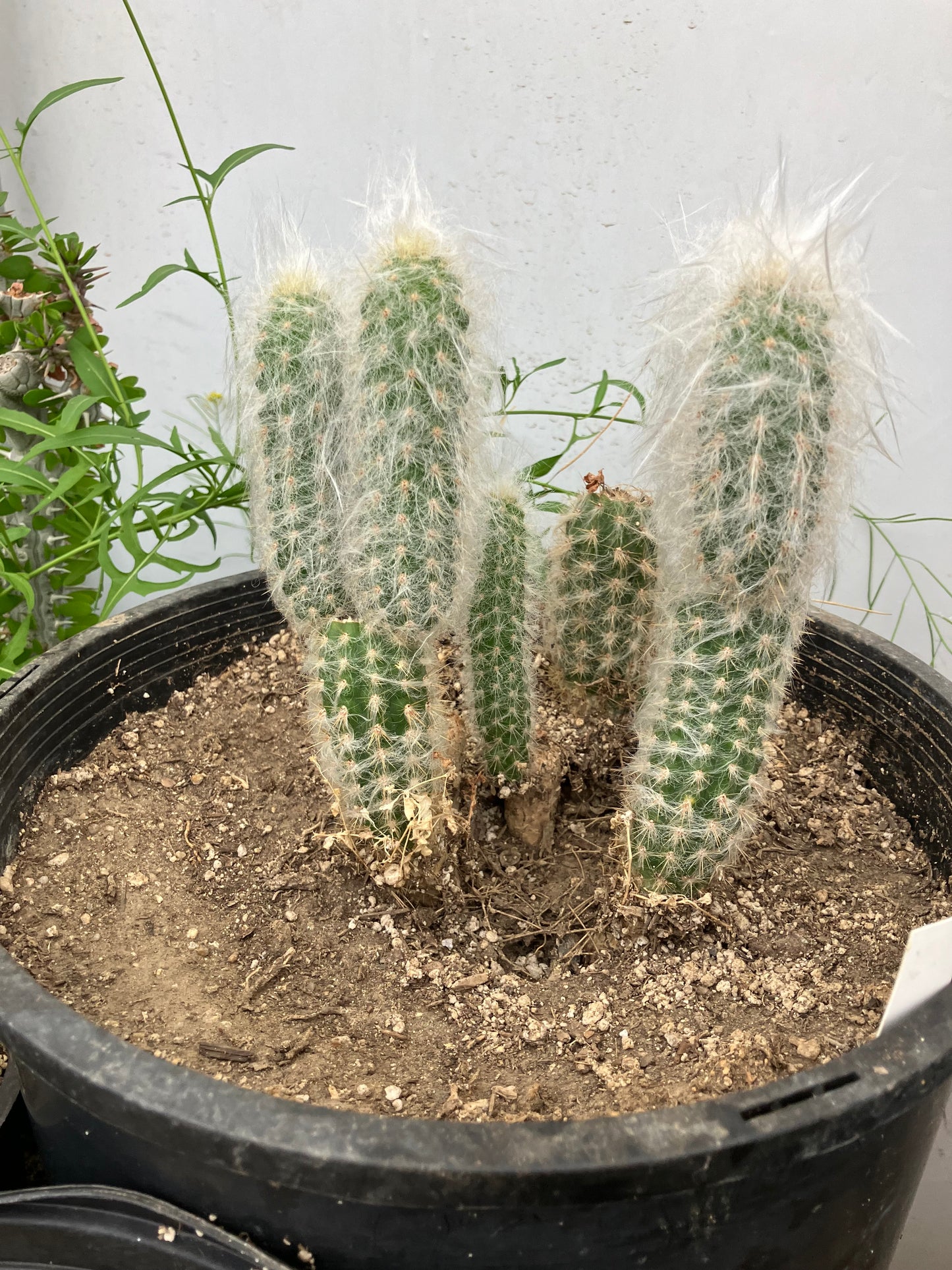 Oreocereus doelzianus Old Woman, Old Man Cactus 6"Tall #061Y