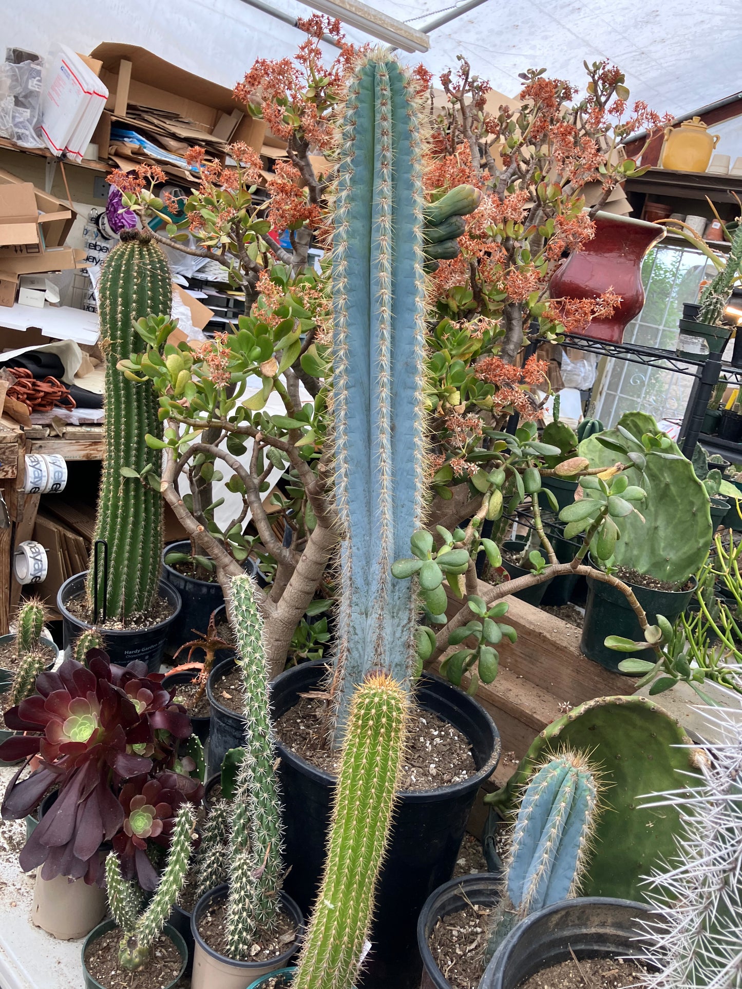 Pilosocereus Blue Azureus Cactus 28" Tall 12.5"Circumference #822R