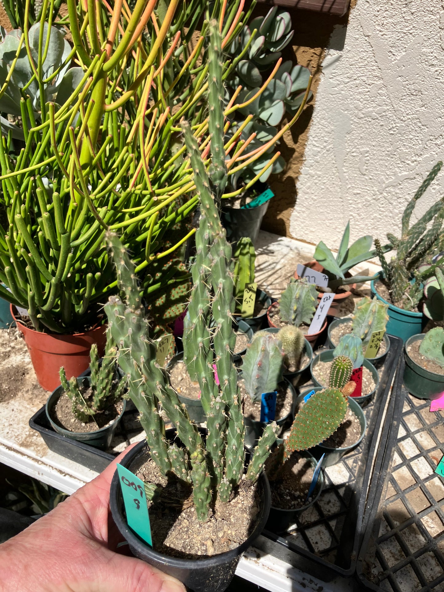 Cholla Cylindropuntia Buckhorn Cactus 9”Tall #009G