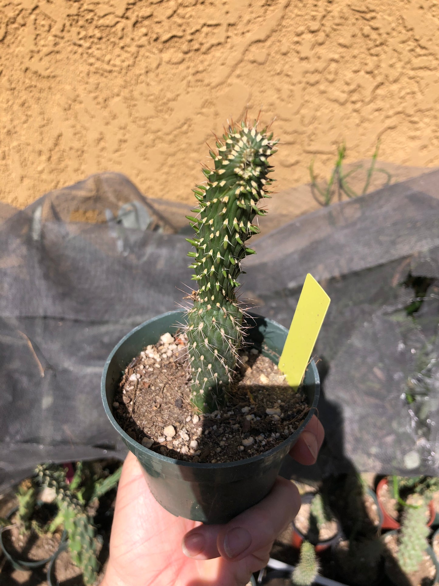 Cylindropuntia fulgida Cholla Boxing Glove Cactus Crest 6"Tall #20Y