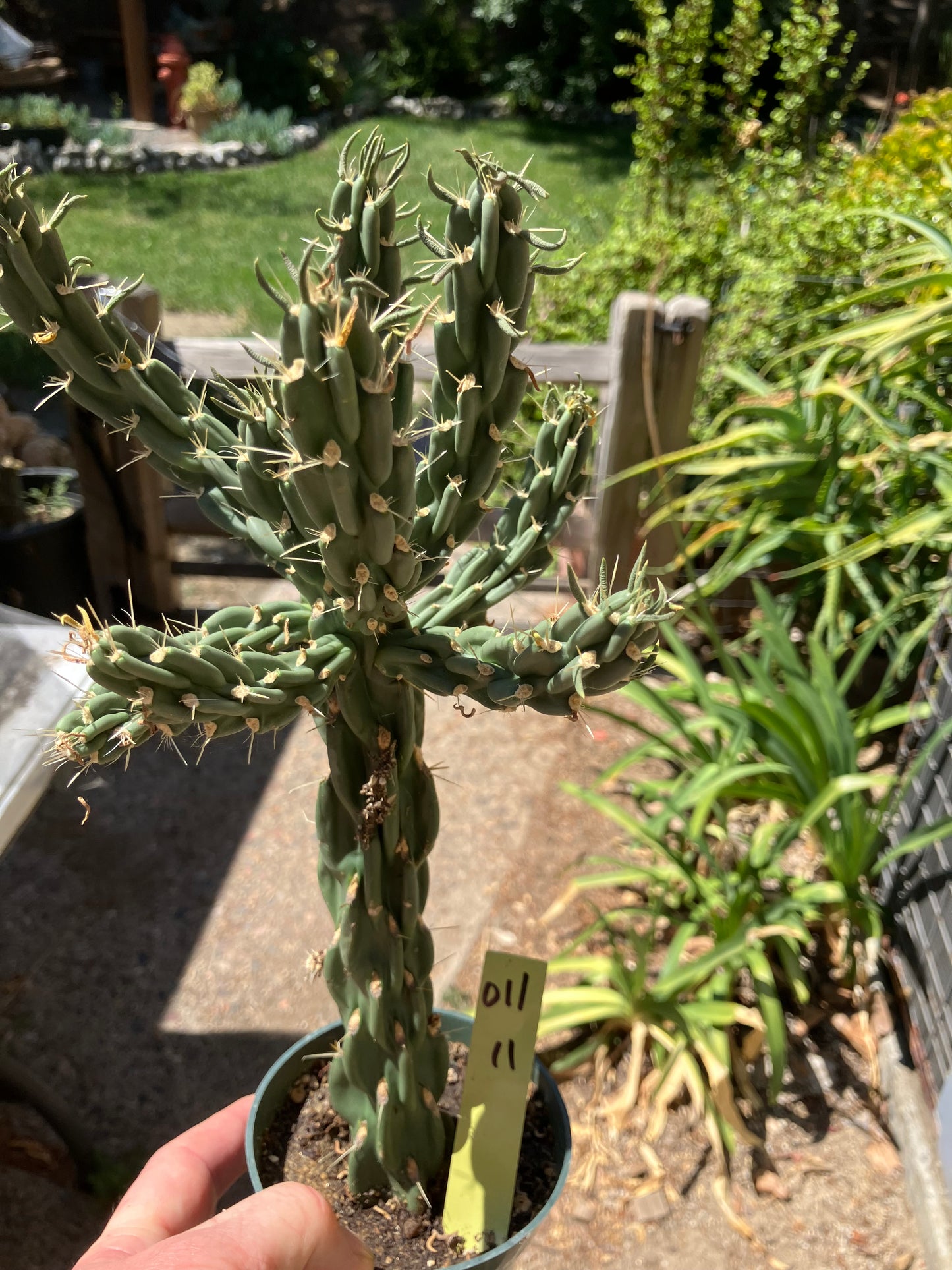 Cholla Cylindropuntia Buckhorn Cactus 12”Tall #011Y