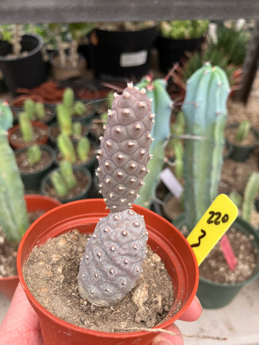 Pine Cone Cactus Tephrocactus~ articulatus  var. diadematus Pinecone 3”Tall #220Y