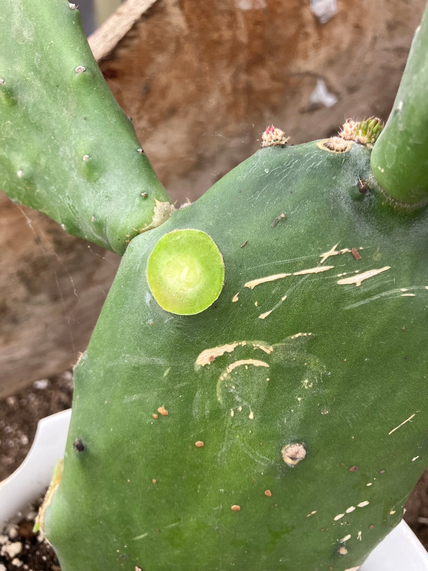 Opuntia Emerald wave Cactus 18”Tall #189W