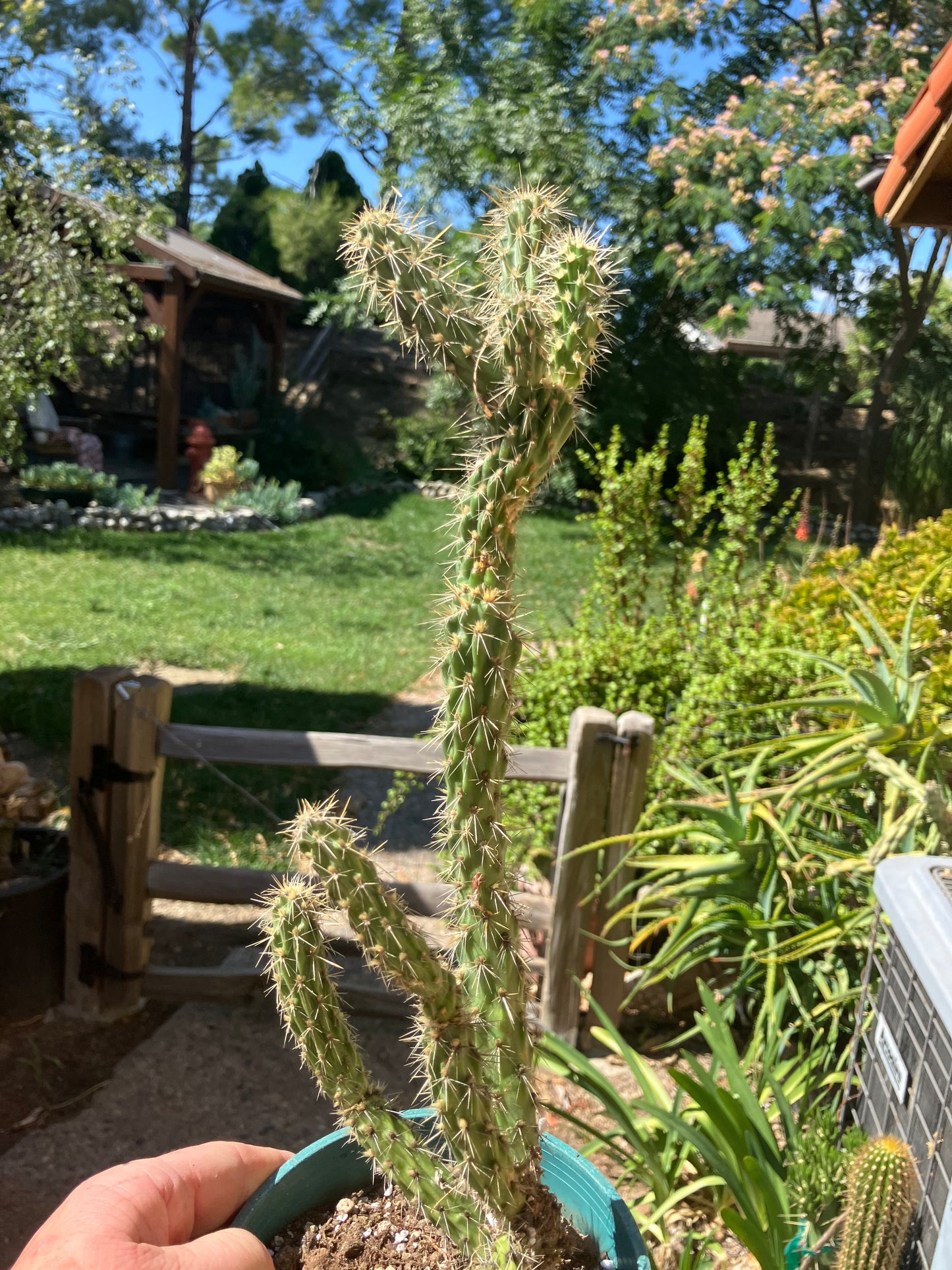 Cholla Cylindropuntia Buckhorn Cactus 14”Tall #144W