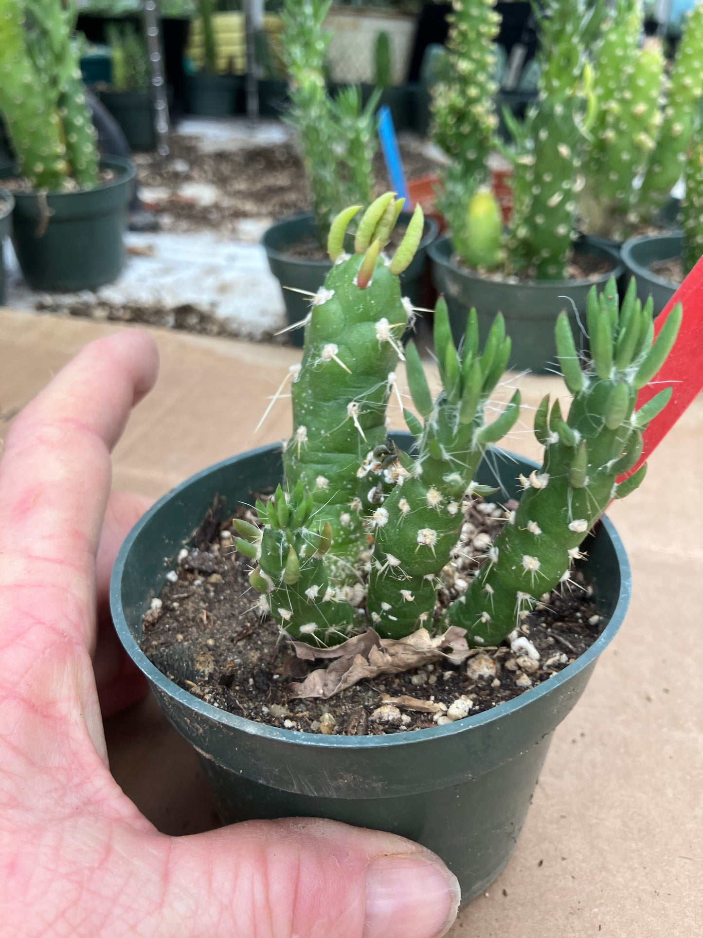 Austrocylindropuntia Cactus Gumbi Mini Eve's Needle 3"Tall #3R