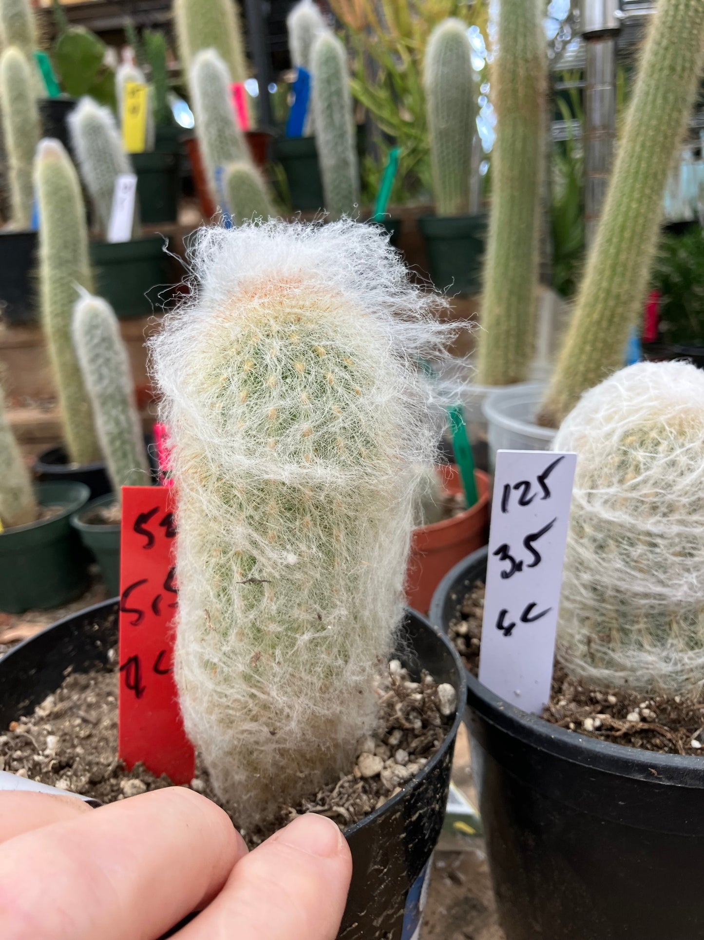 Espostoa lanata Old Man of the Mountain 5.5"Tall 9"Circumference #521R