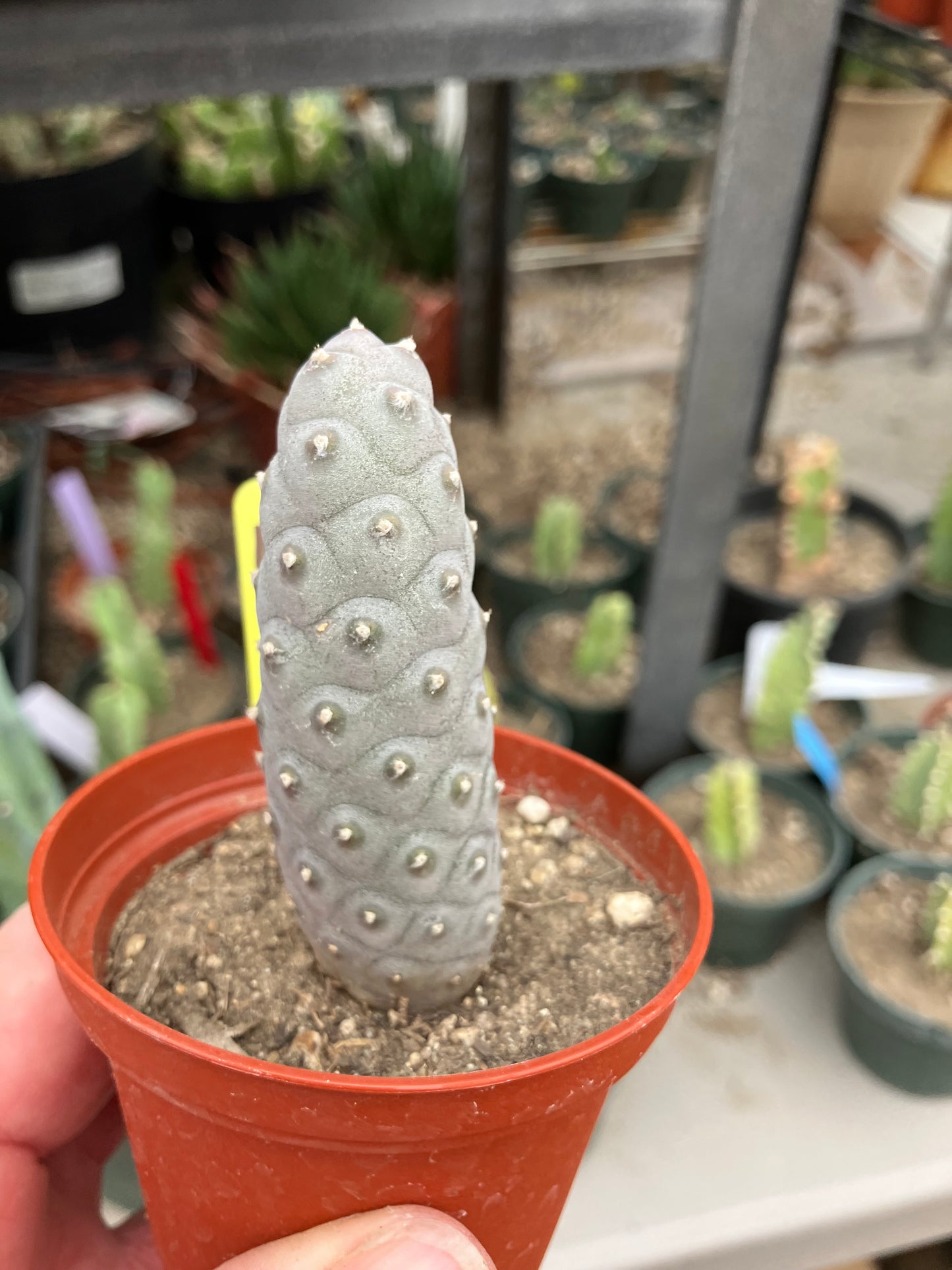 Pine Cone Cactus Tephrocactus~ articulatus var. diadematus Pinecone 3"Tall #100Y