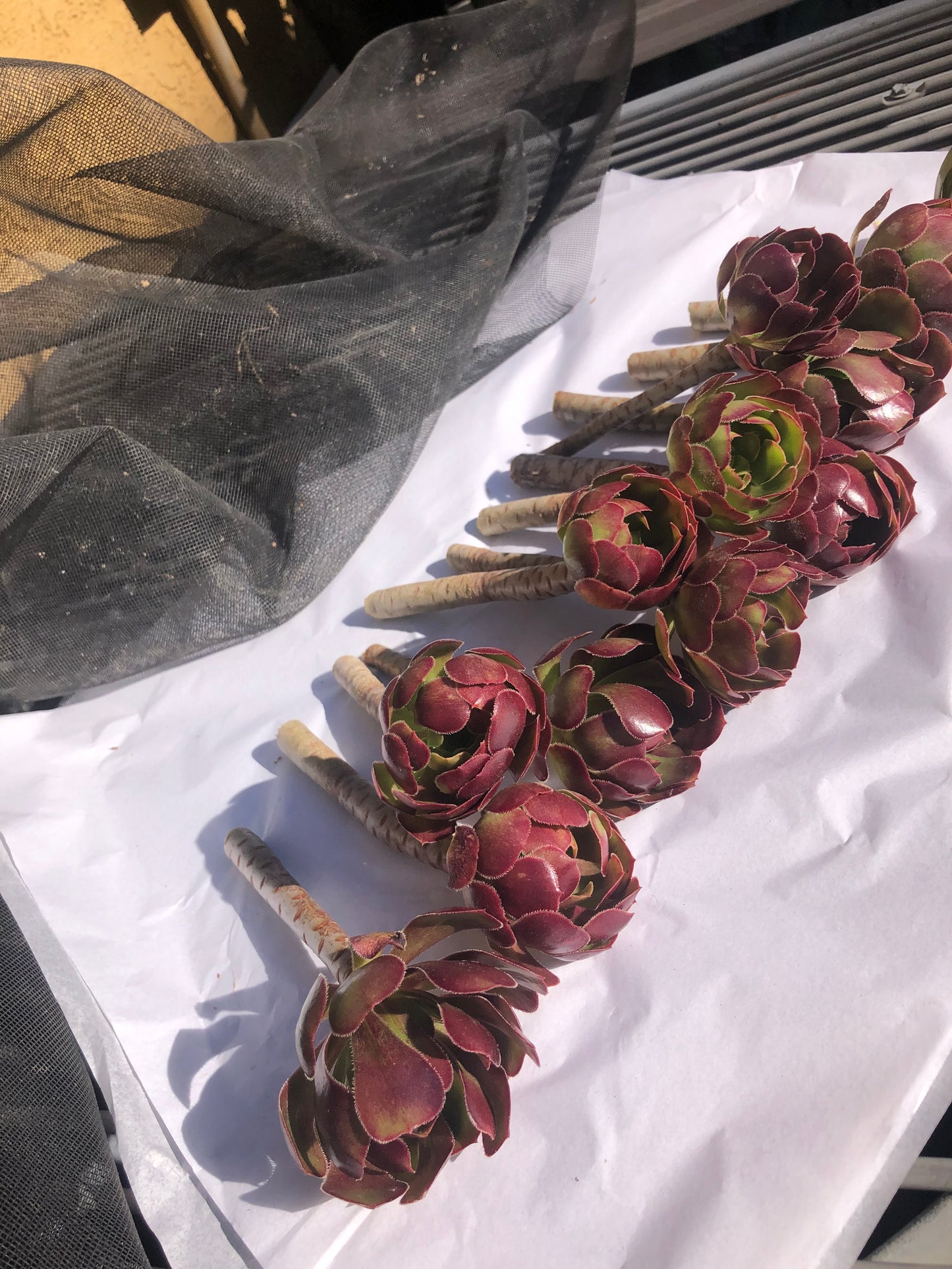 Red Aeonium "Jack Catlin" Twelve (12) Beautiful 6" Tall UnRooted Cuttings