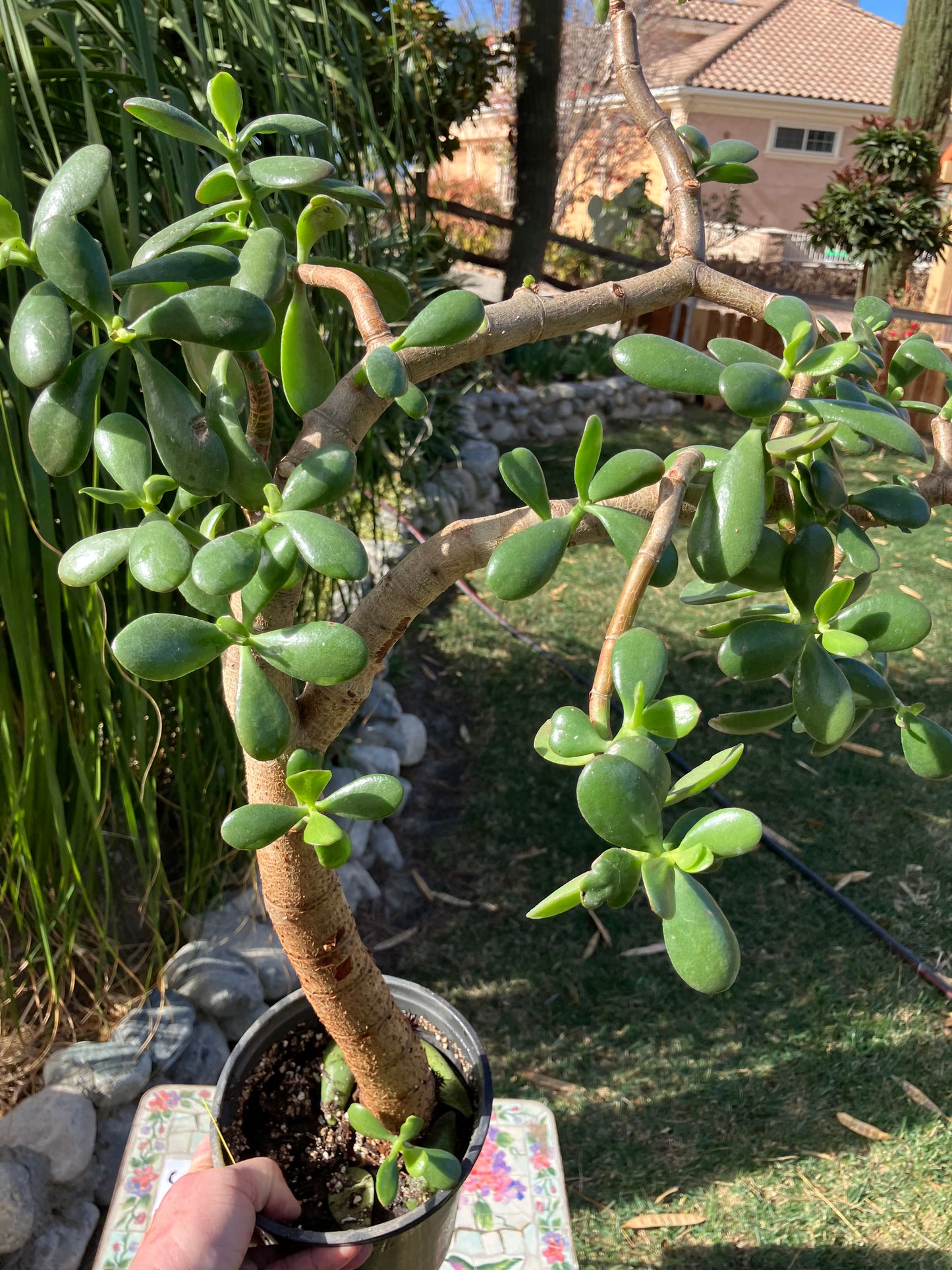 Crassula Ovata Money Jade 23”T 18W #3Y