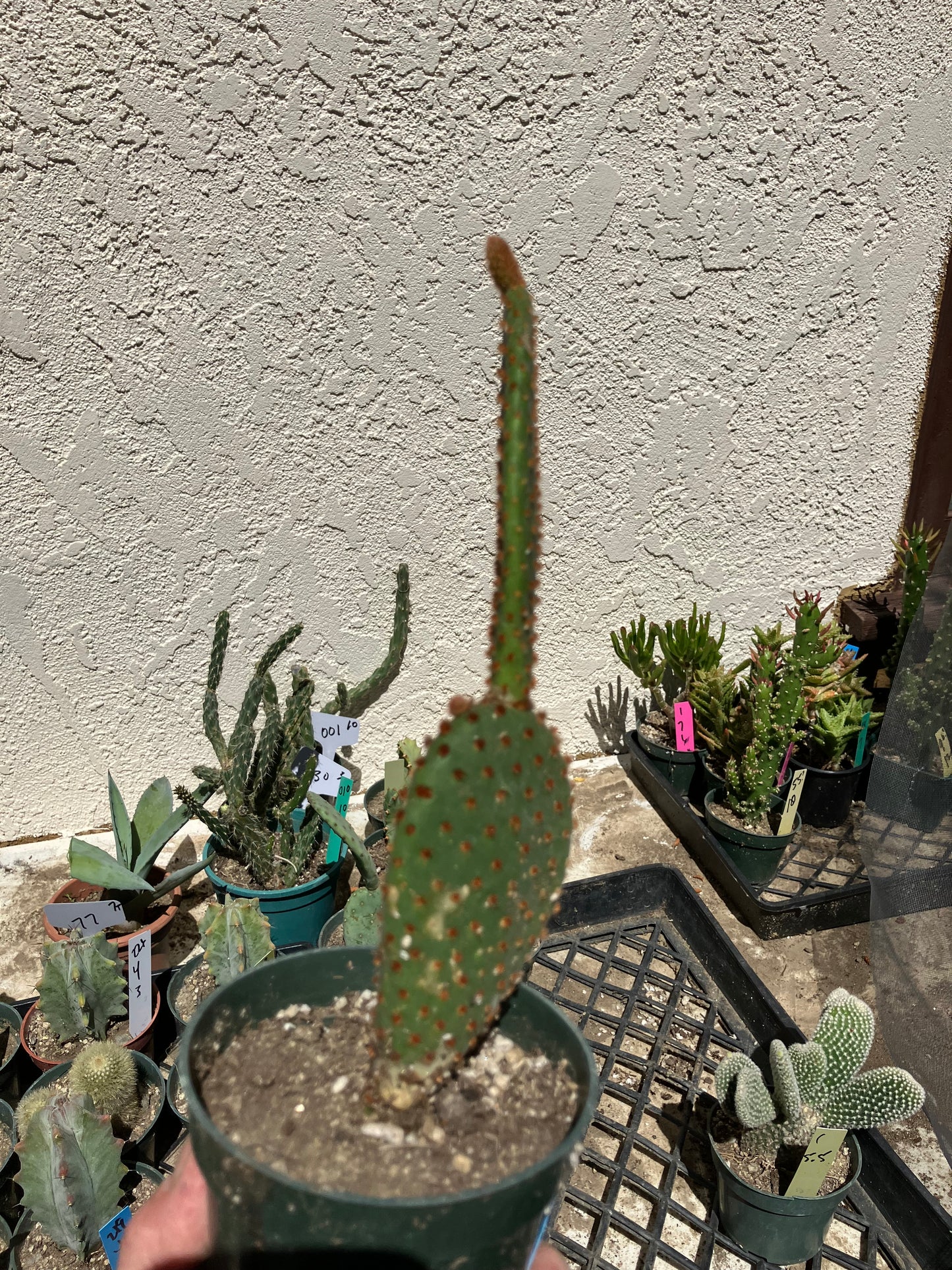 Opuntia microdasys Cinnamon Bunny Ears 8.5"Tall #216B