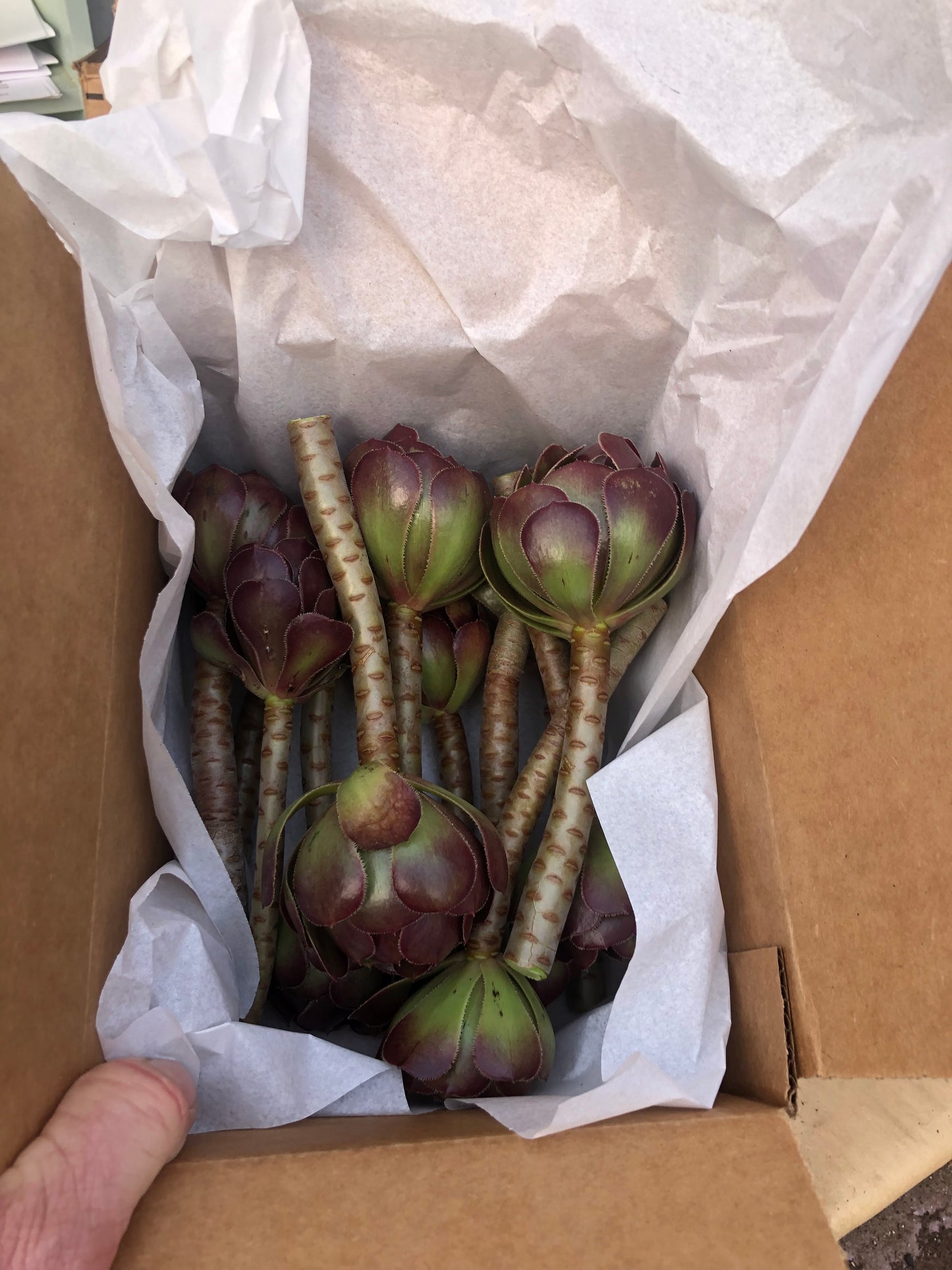 Red Aeonium "Jack Catlin" Twelve (12) Beautiful 6" Tall UnRooted Cuttings