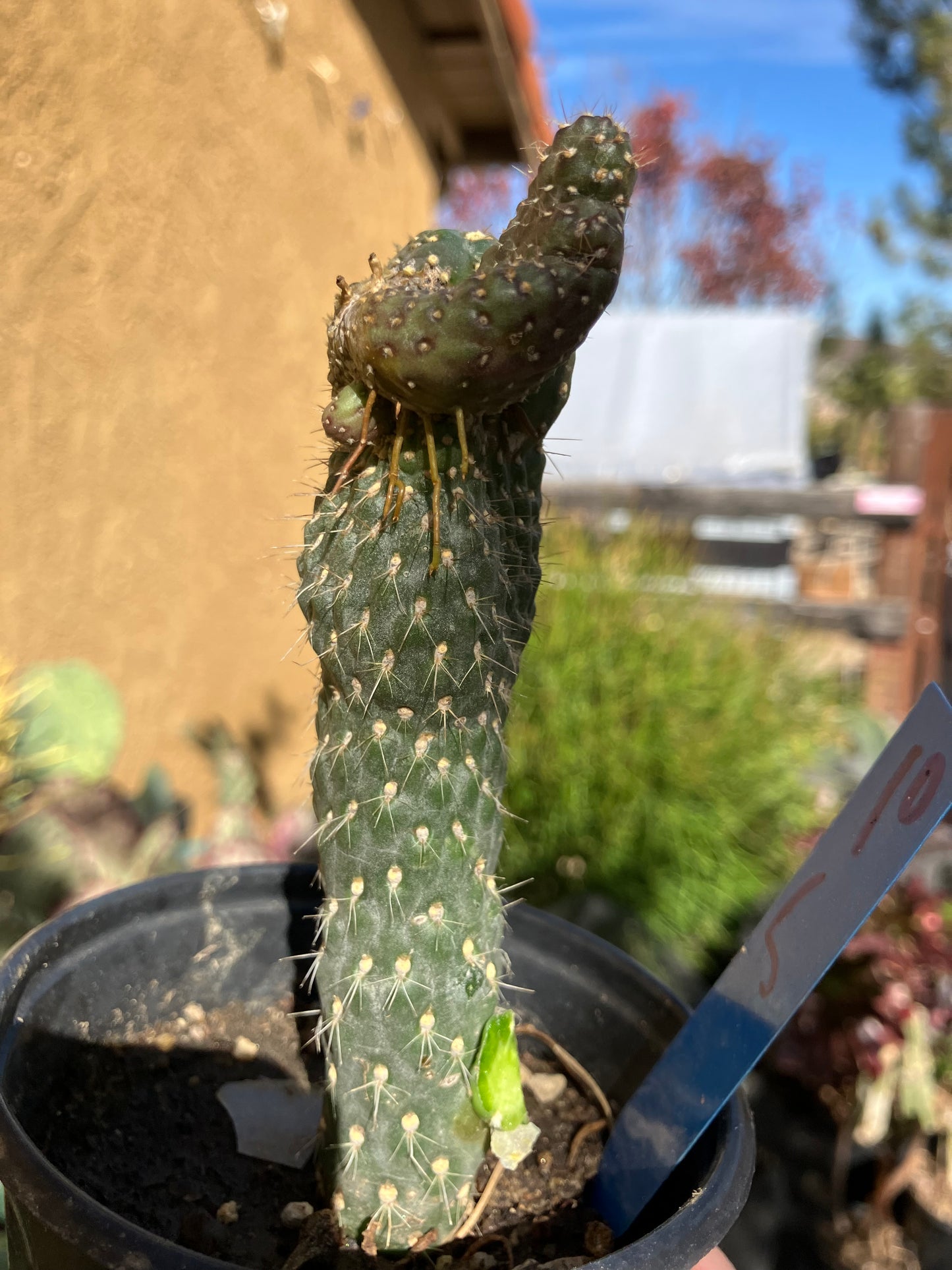 Cylindropuntia fulgida Cholla Boxing Glove Cactus Crest 5"Tall #10B*