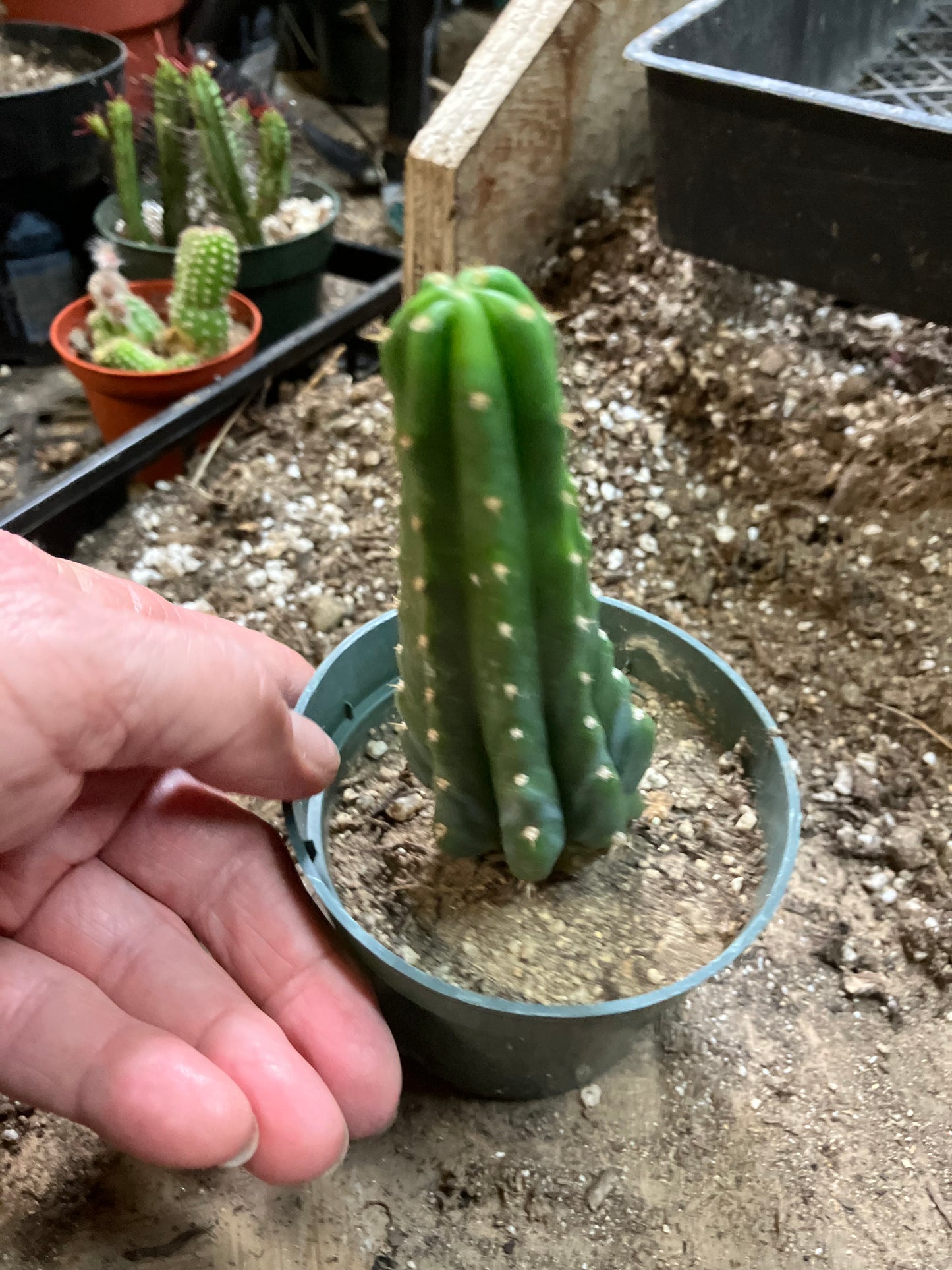 San Pedro Cactus - Trichocereus pachanoi 5"Tall #251P