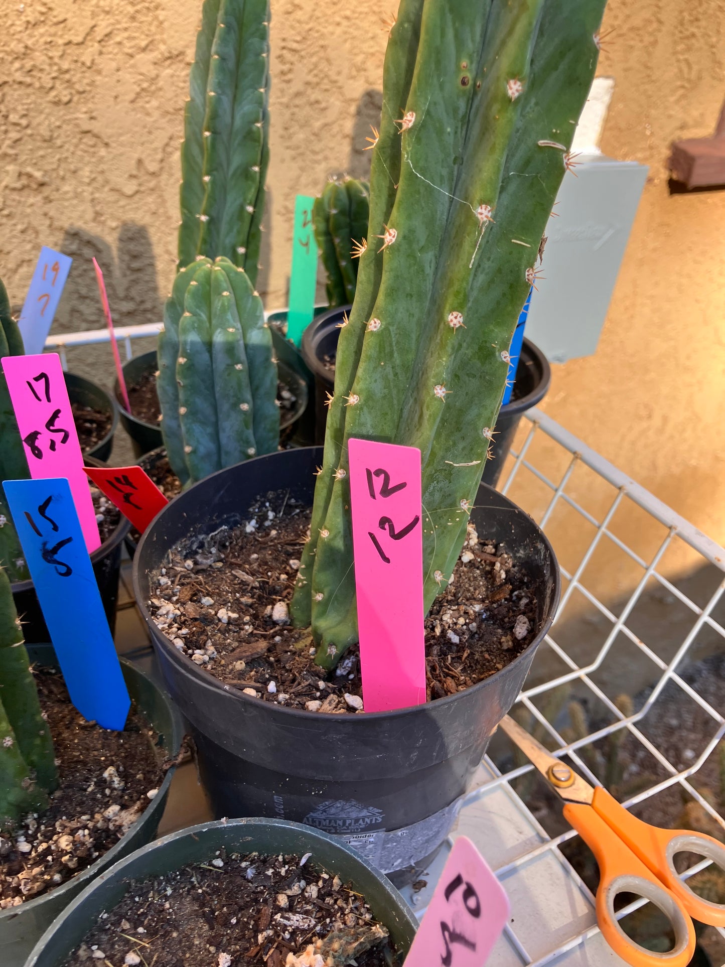 San Pedro Cactus - Trichocereus pachanoi 12”Tall #12P