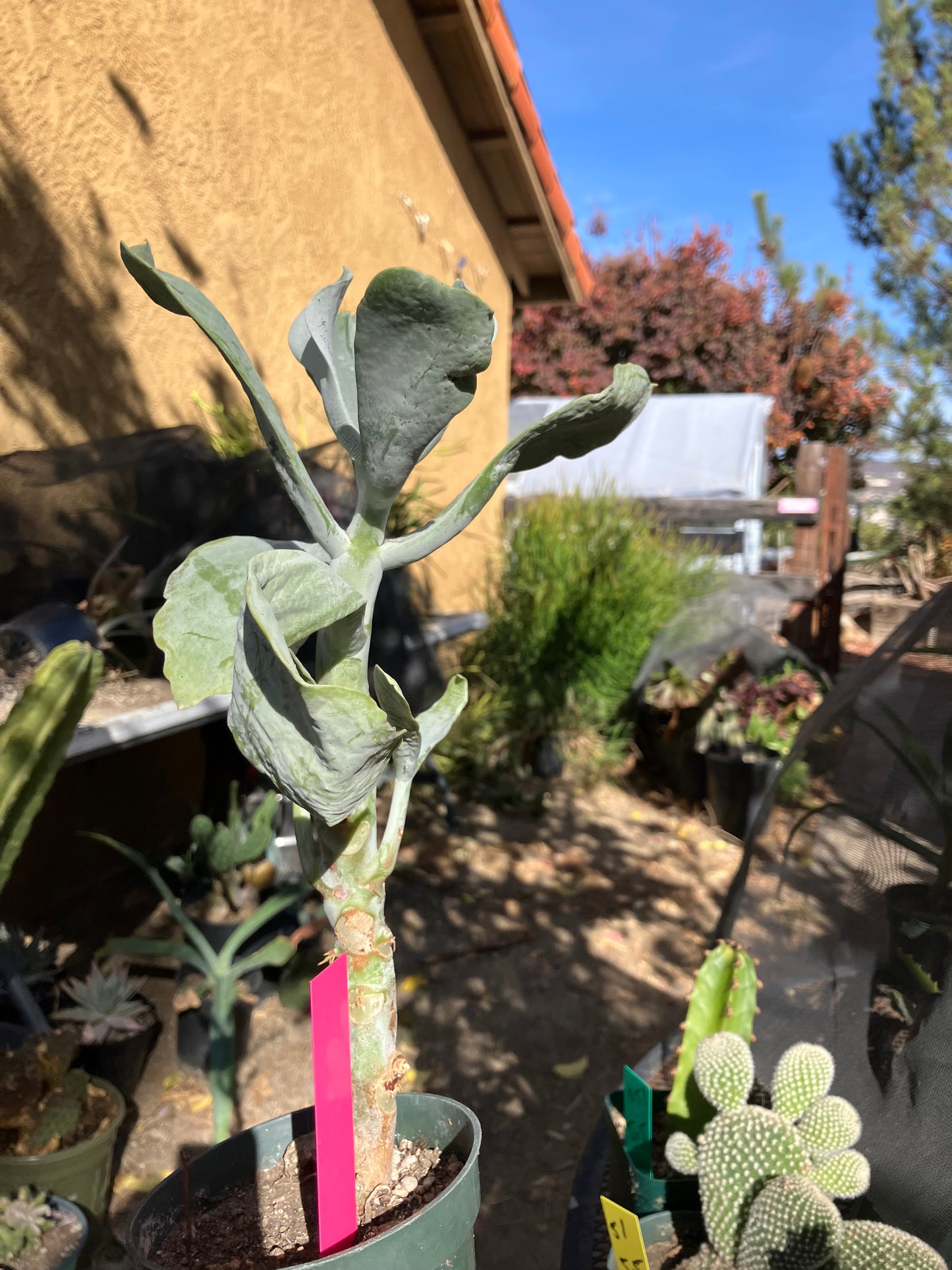 Cotyledon Silver Waves Succulent 11"Tall #112P