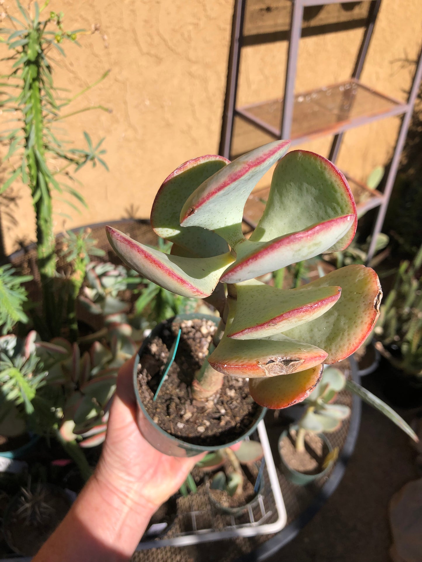 Crassula arborescens Silver Dollar 9”Tall #51G*